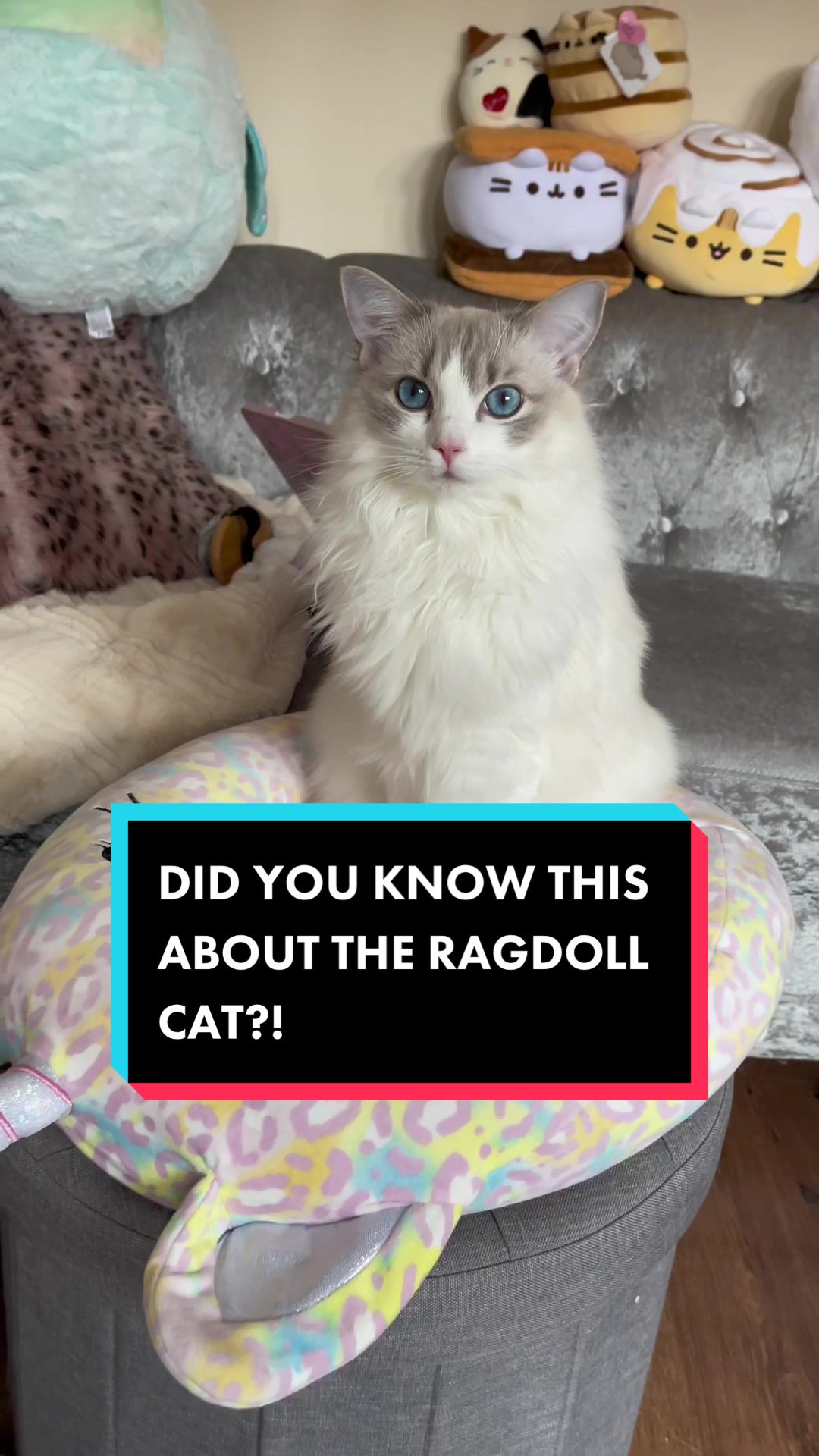 @TheFancyCatsWorld