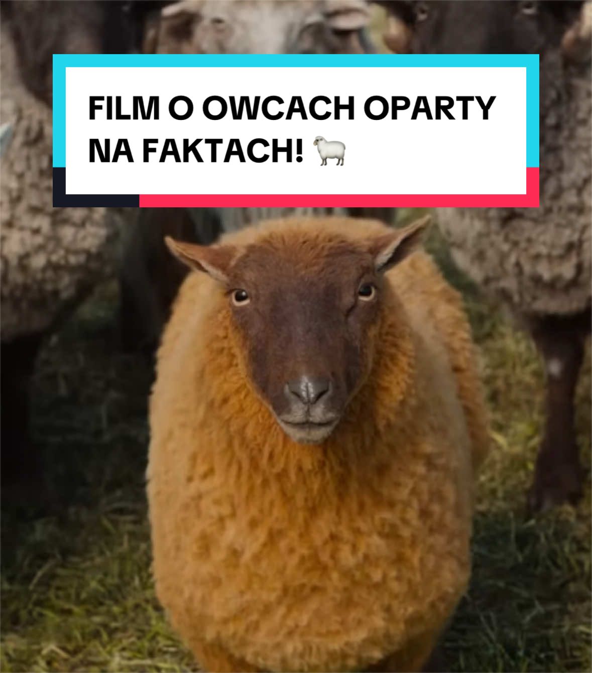 @pandawojtekyt