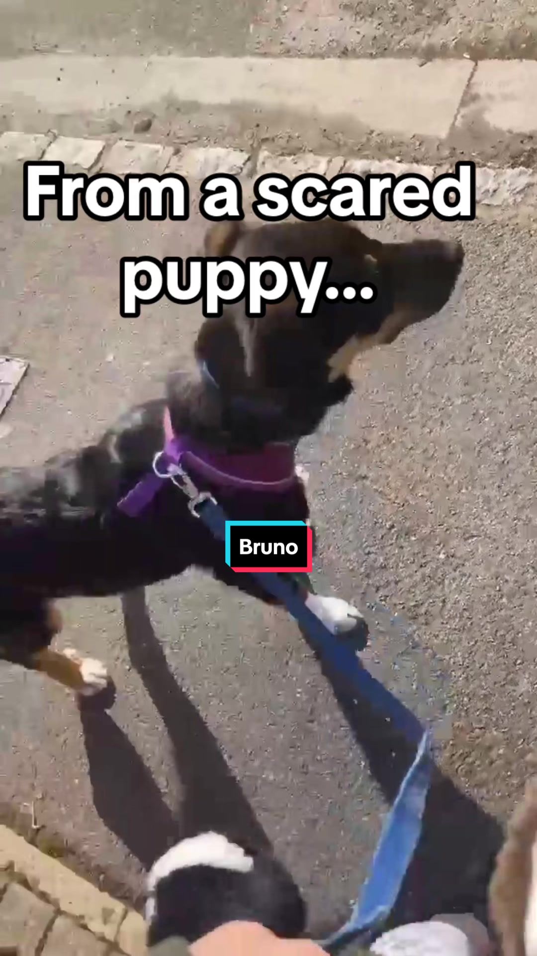 @Bruno and Strzała
