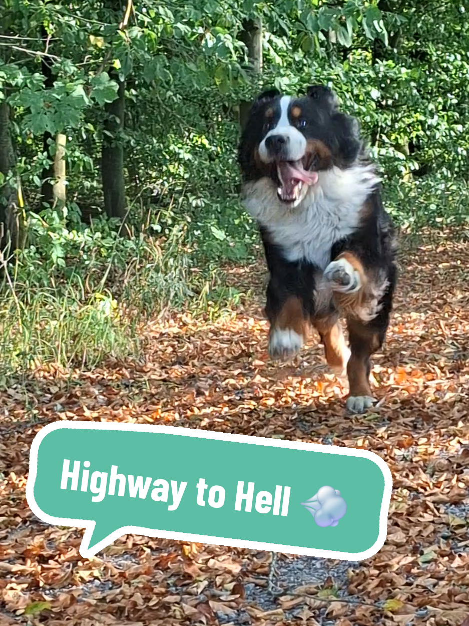 @BeagleTrifftBerner