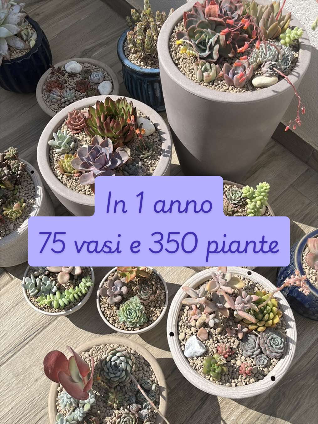 @piccole.spine.felici