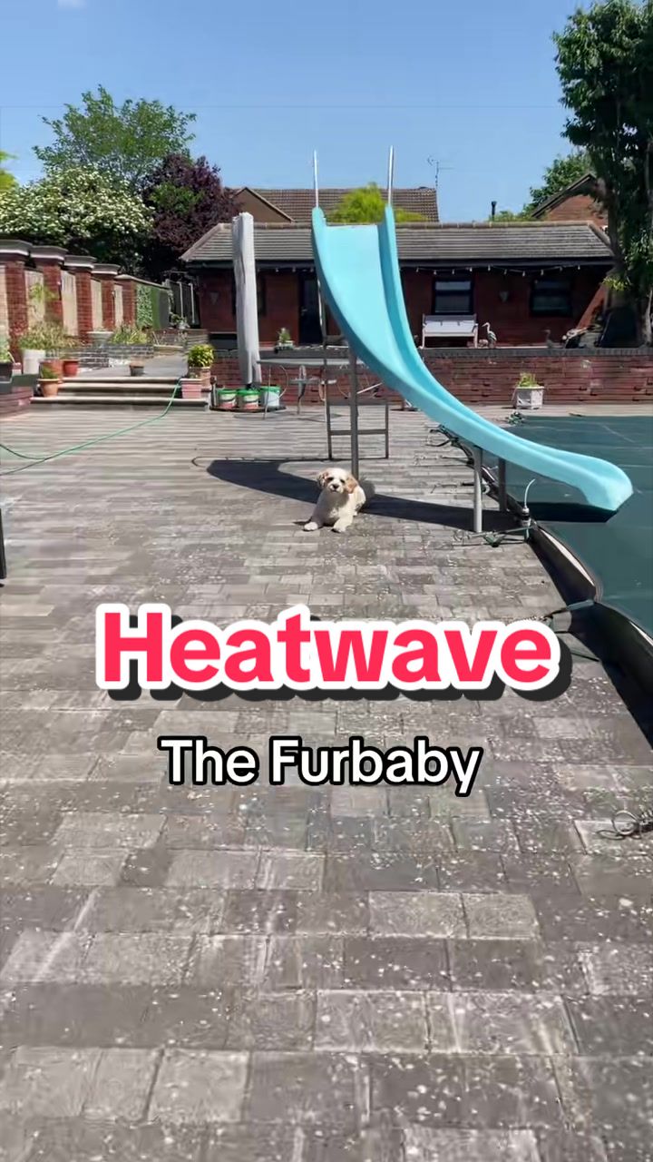 @My Cavachon