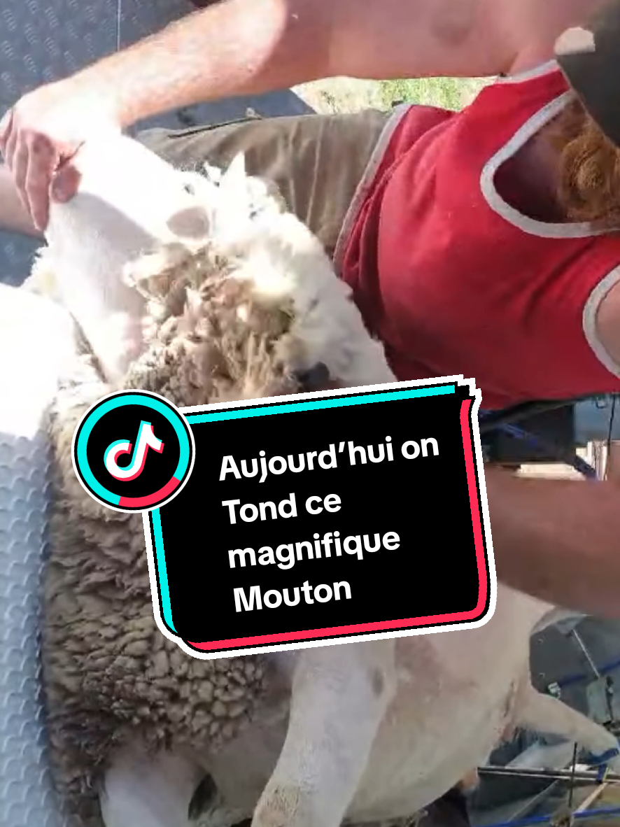 @TMFR 🇫🇷