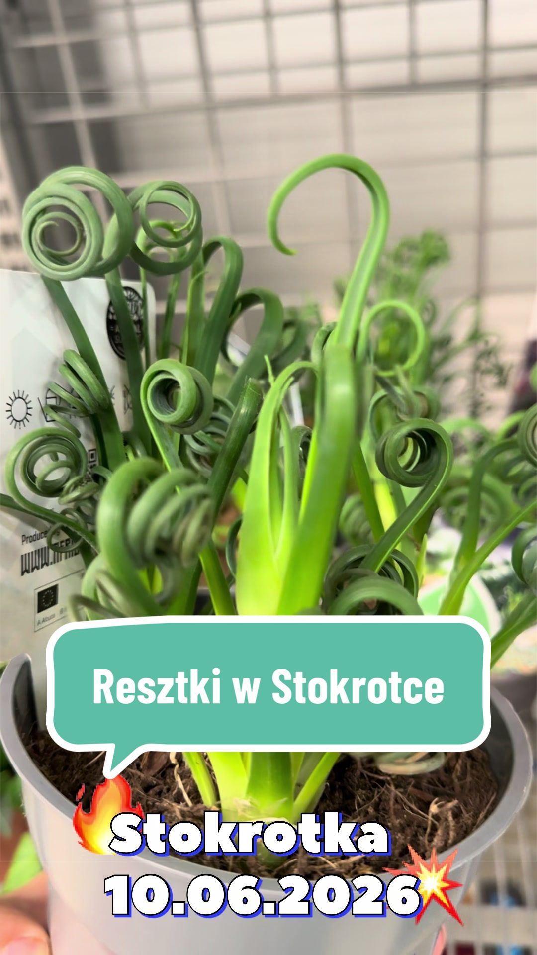 @maciej.plants