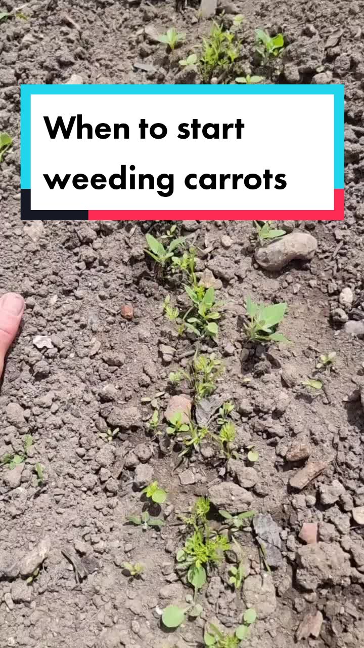 @GrowFruitandVeg