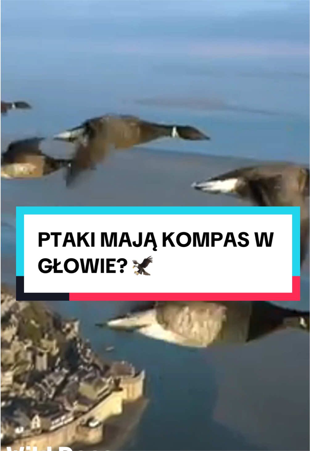 @pandawojtekyt