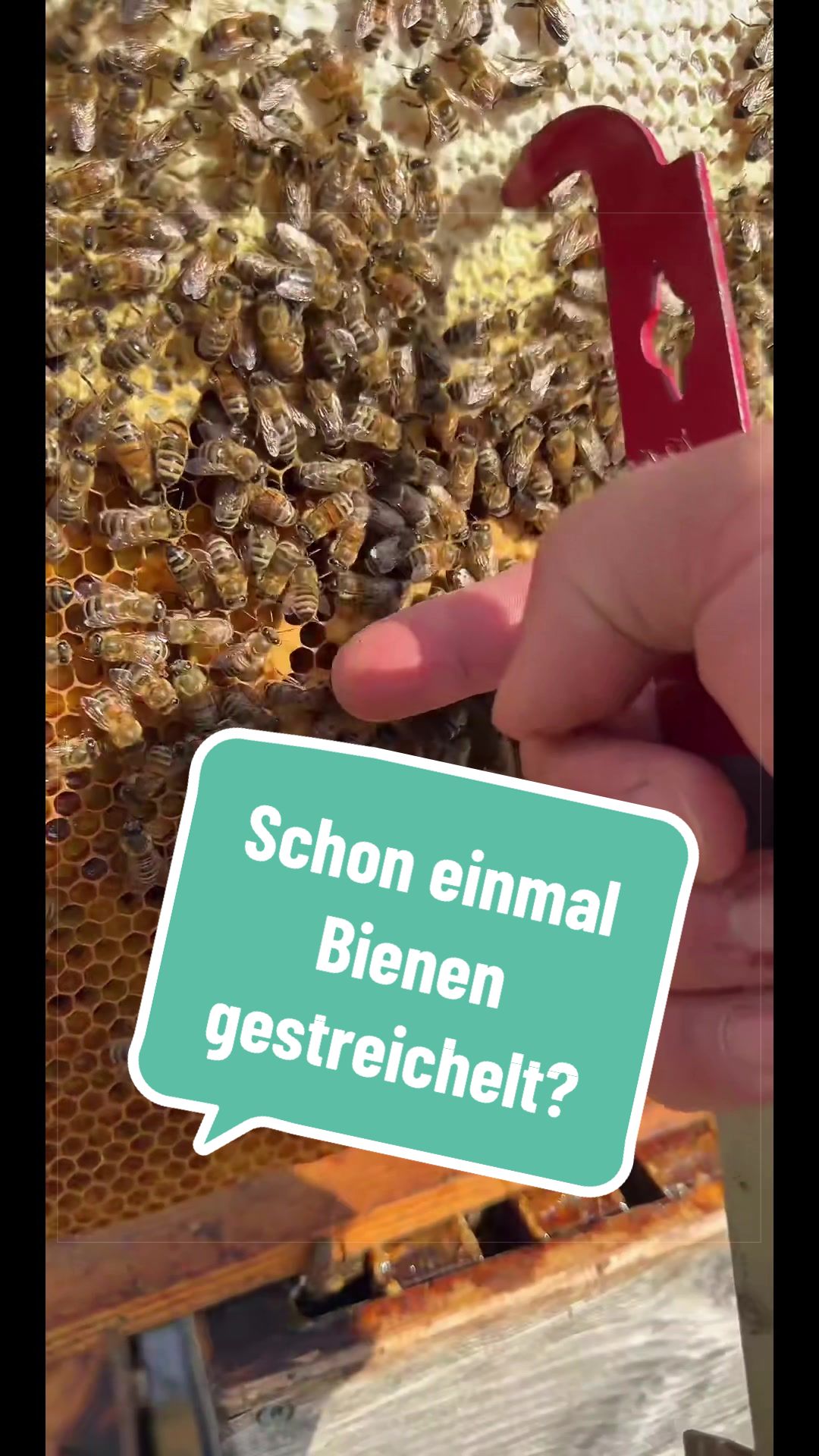 @🅼🅾🆁🅴❹BEES