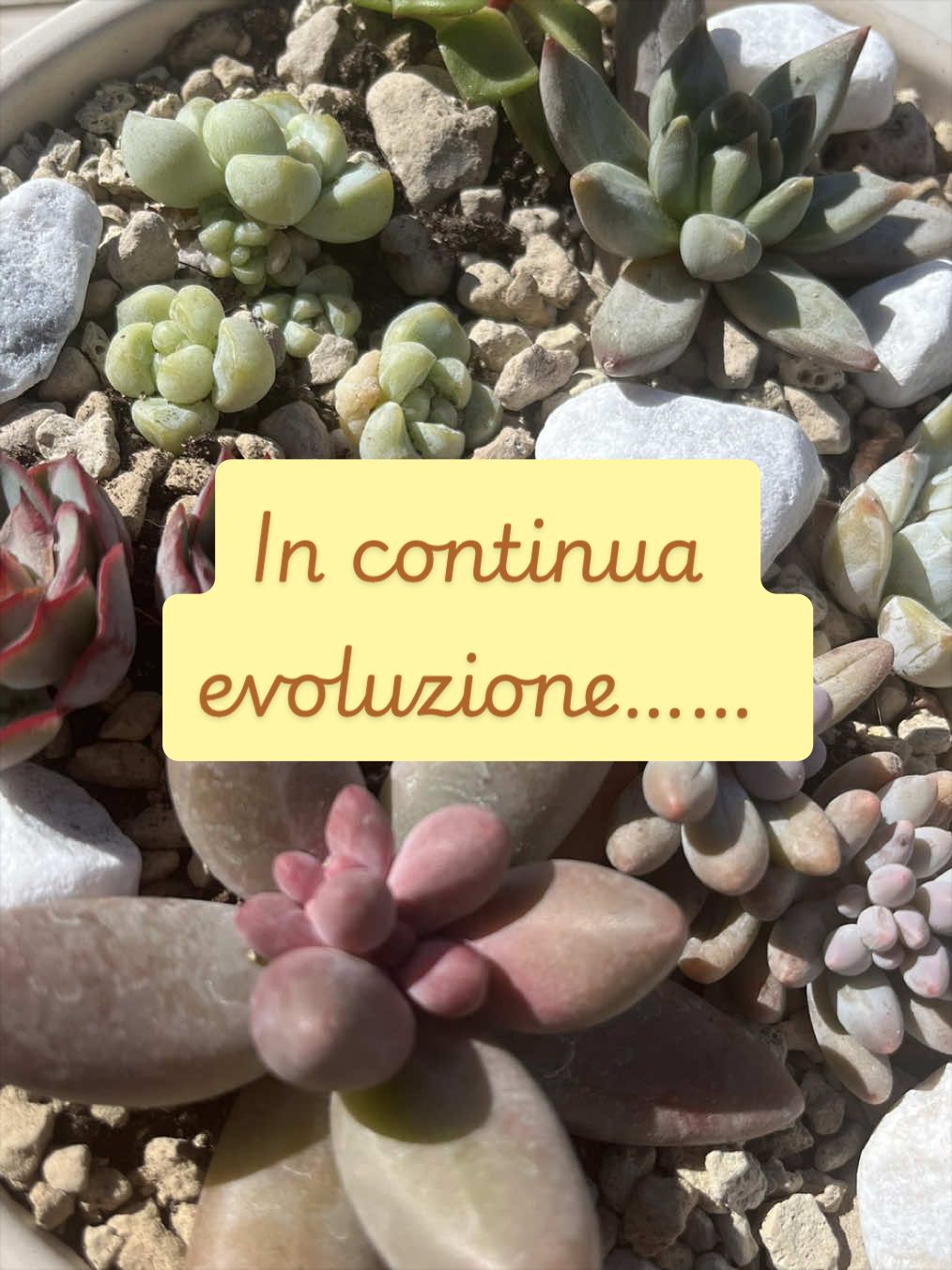 @piccole.spine.felici 🌵