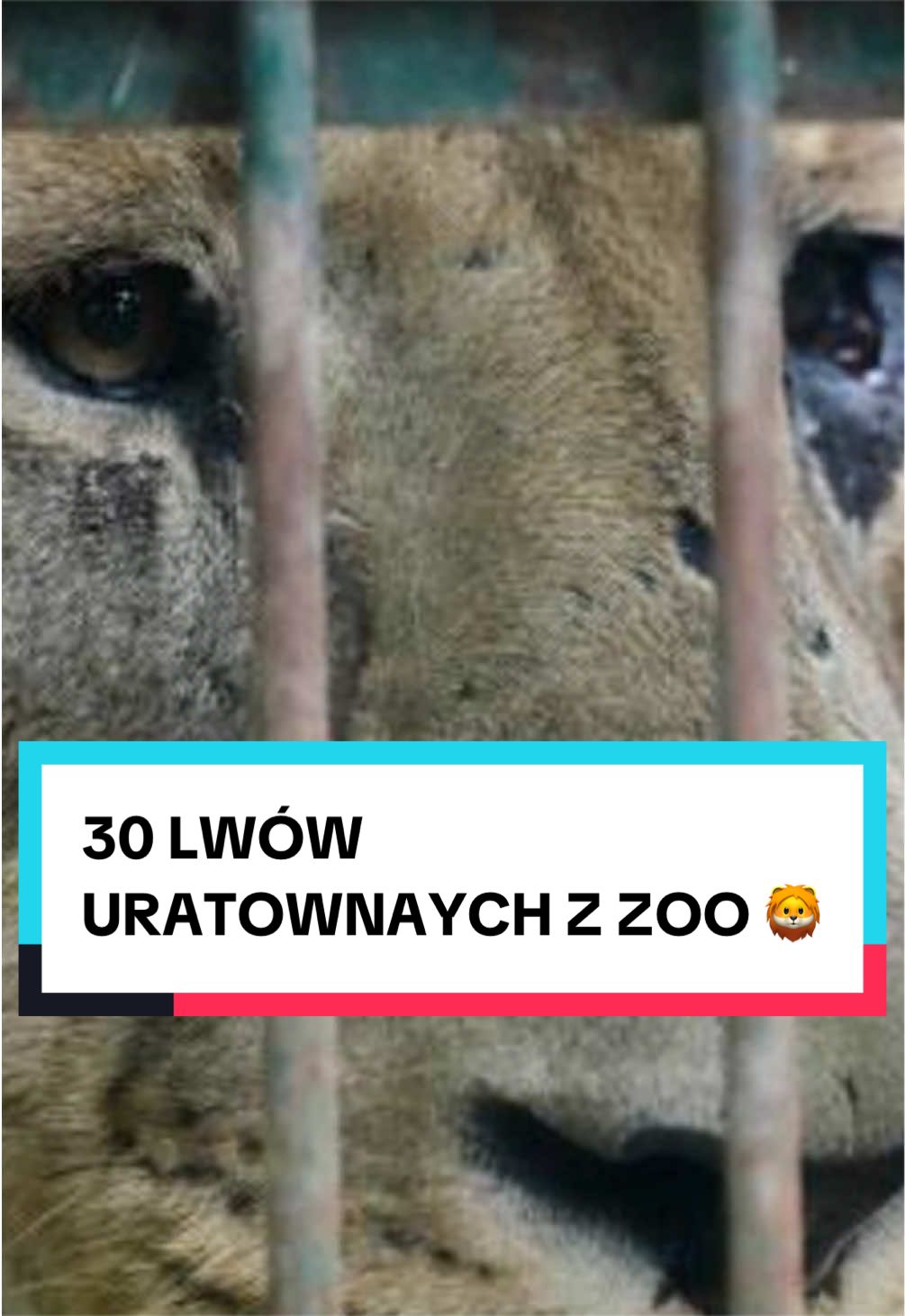 @pandawojtekyt