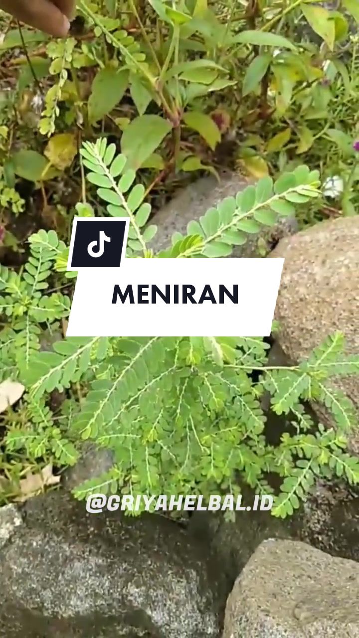 @🌱 𝙳𝚊𝚙𝚞𝚛 𝙷𝚎𝚛𝚋𝚊𝚕 🌿