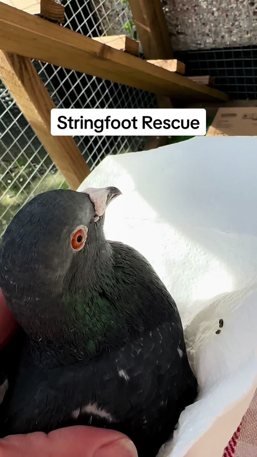 @Fidge the Pidge