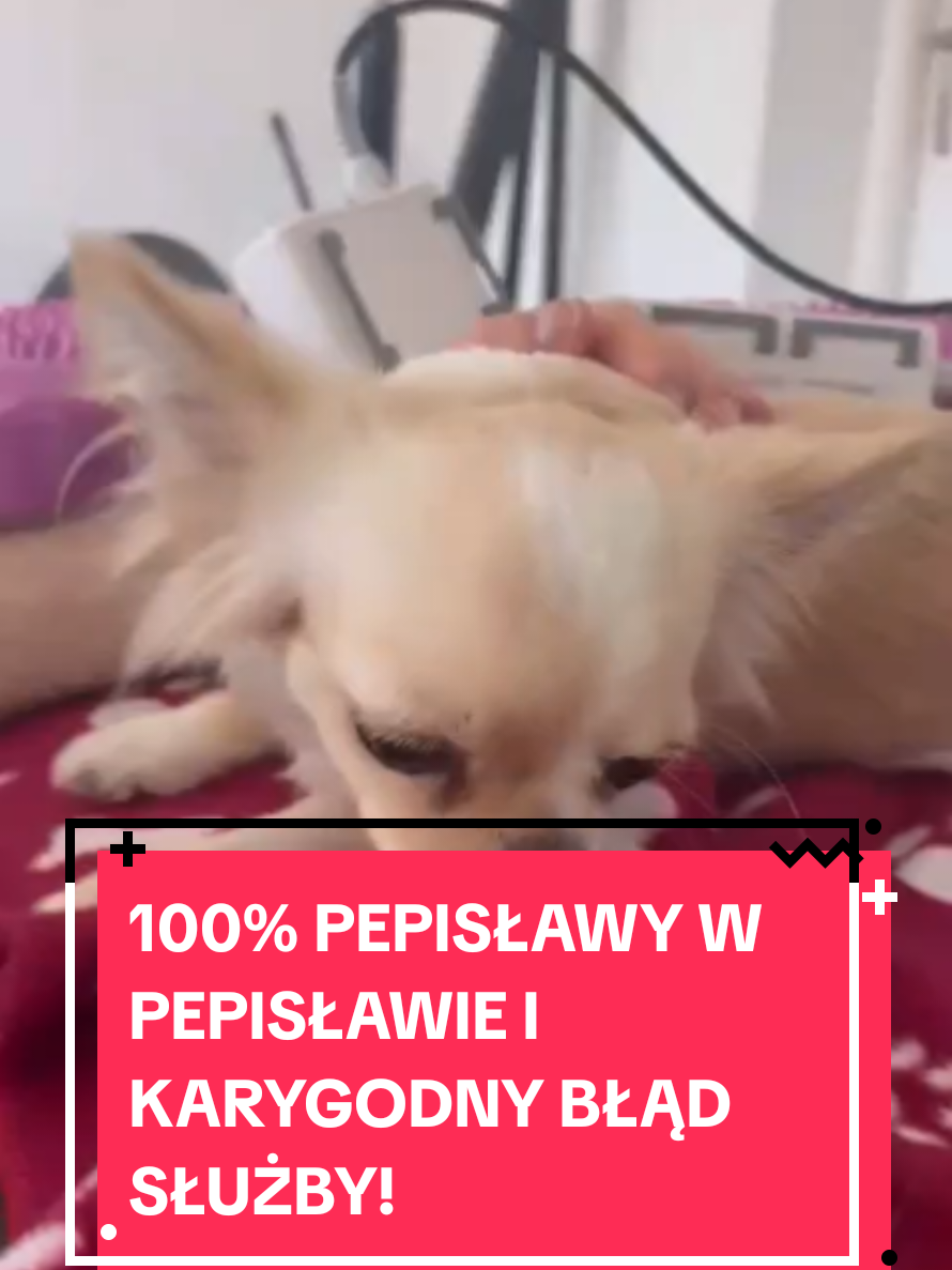@Chihuahua uzależnia