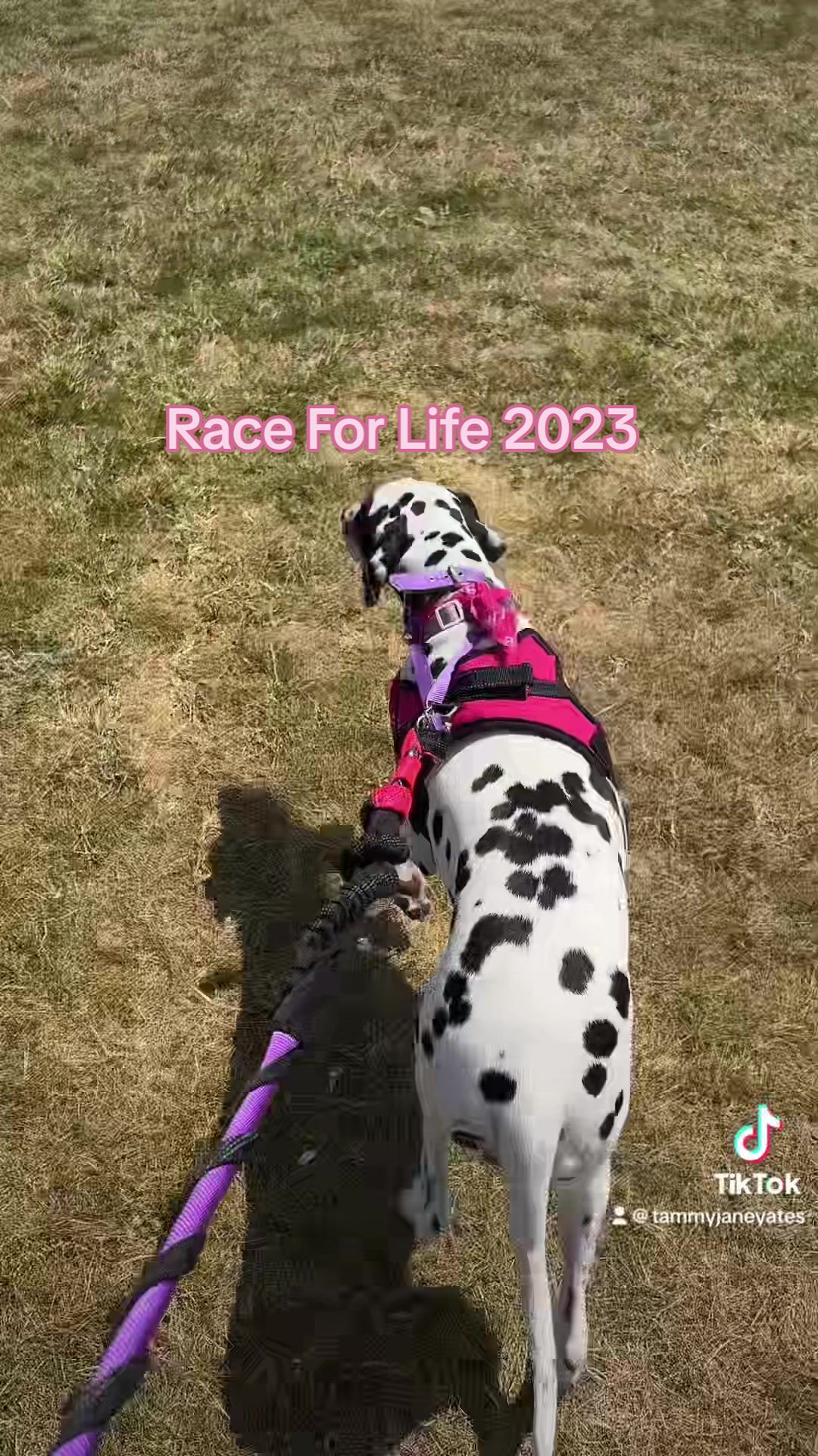 @Winter Dalmatian
