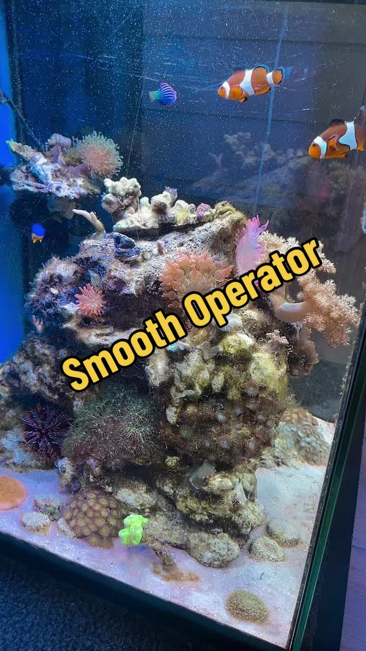 @Aquarista