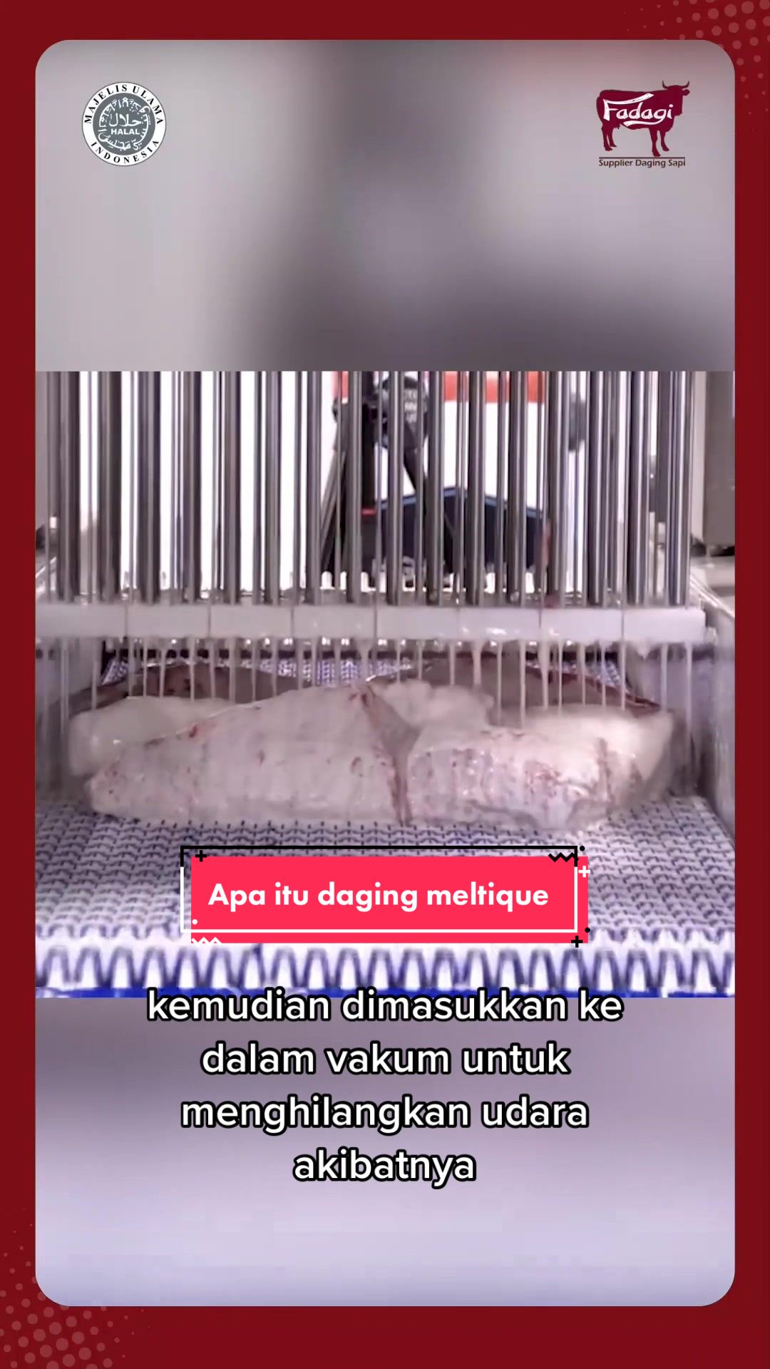 @Fadagi supplier daging sapi
