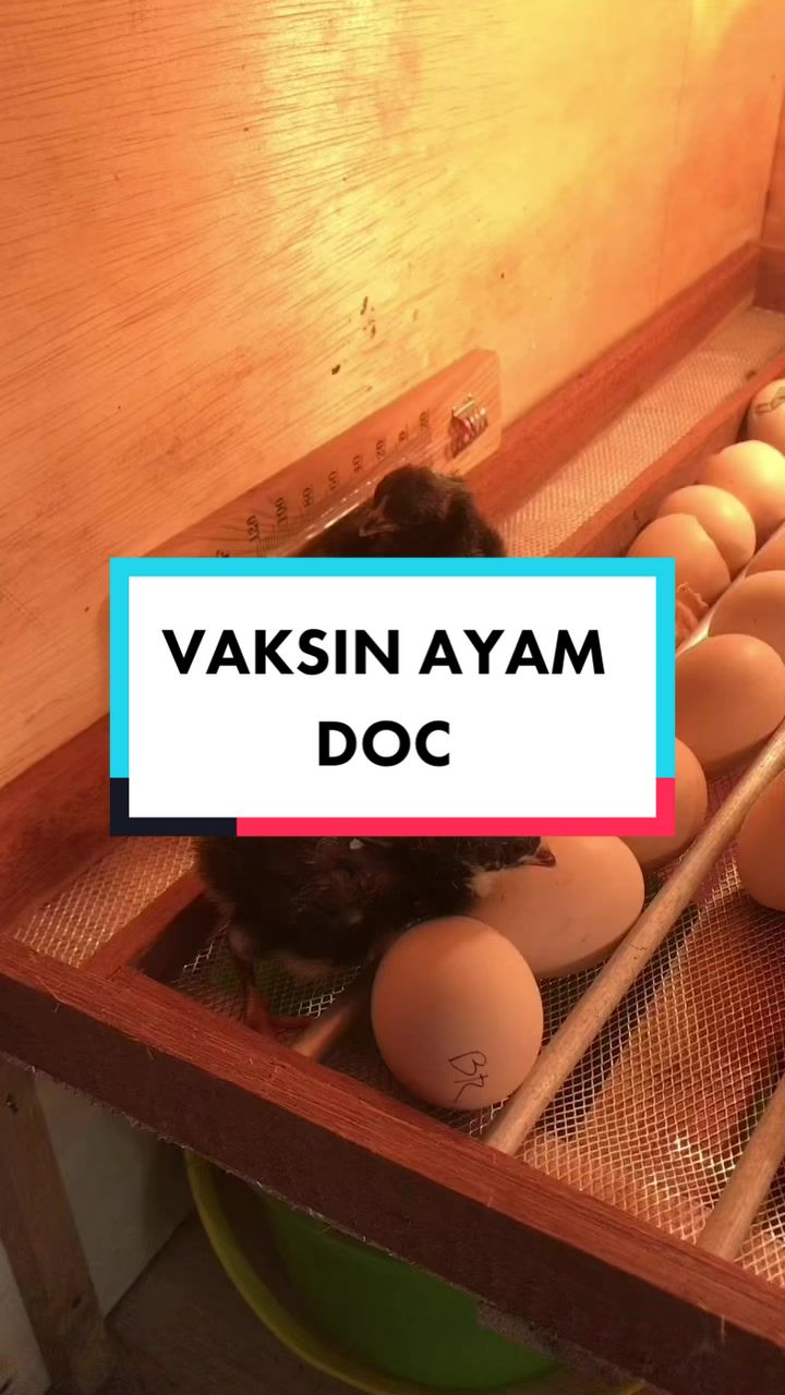@TernakHebat