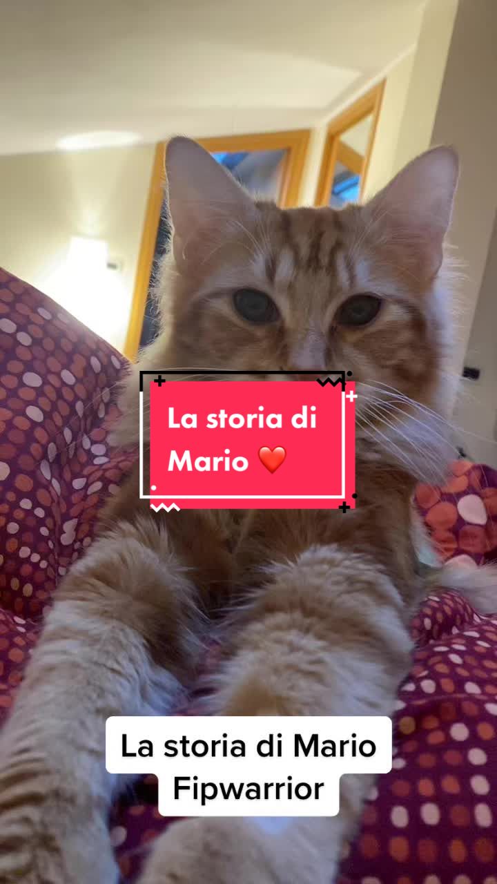@Mariolover and friends