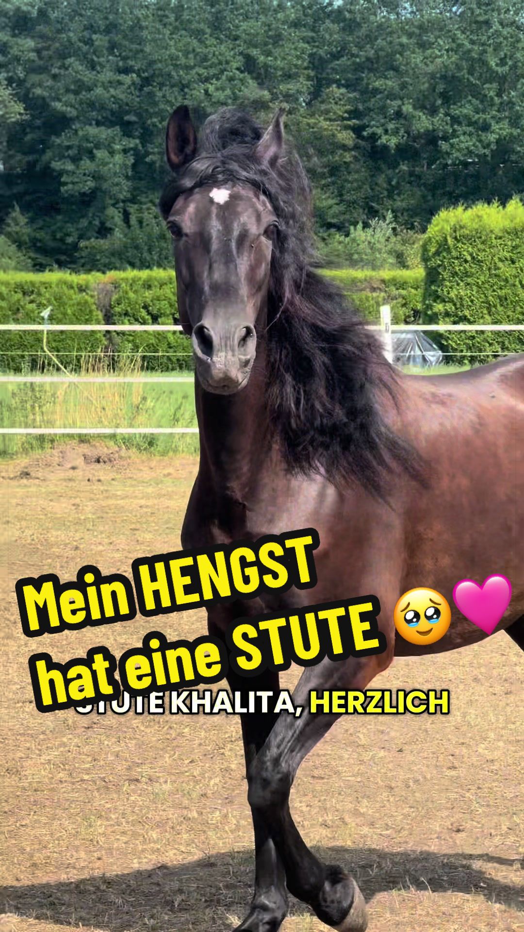@Deckhengst_EstudiosoDeViñuela