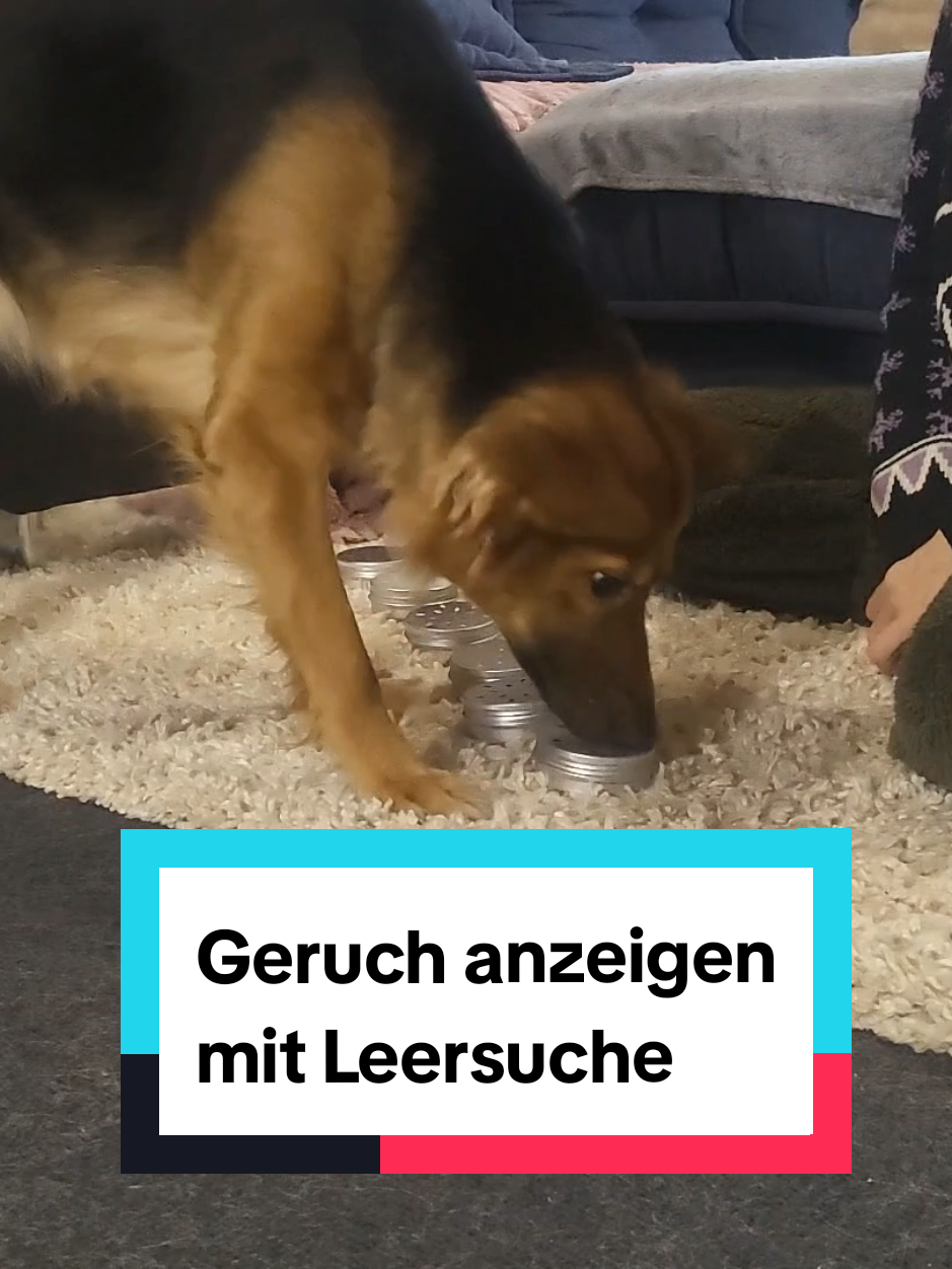 @Hundeschule Mit vier Pfoten