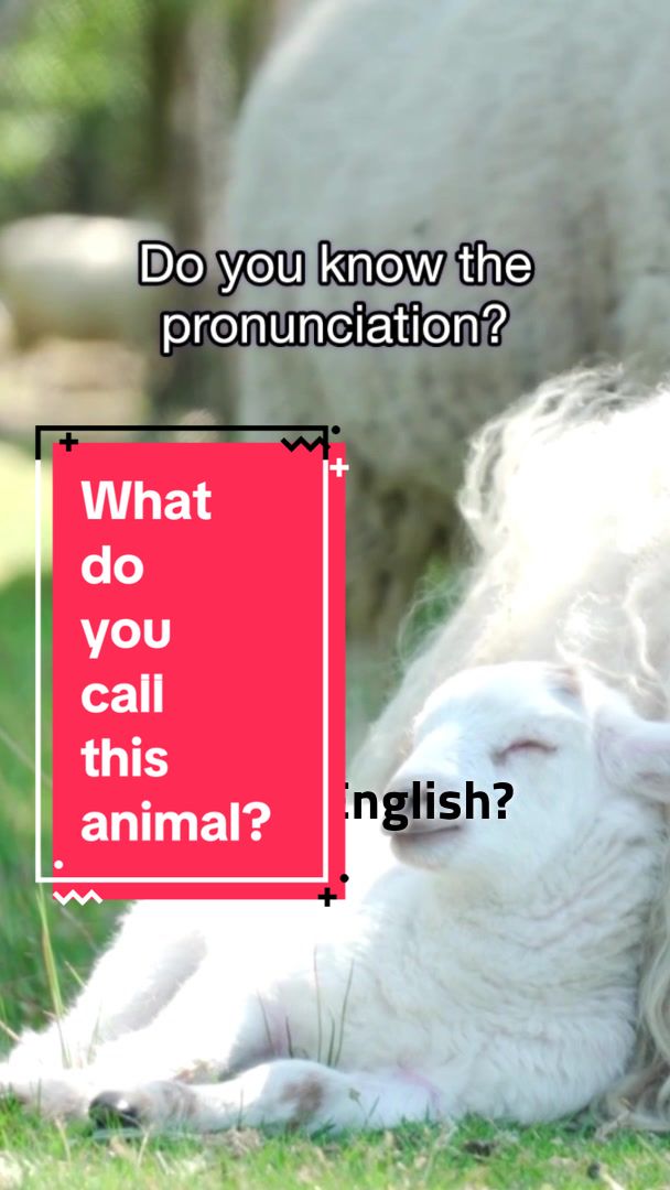 @British Blurb
