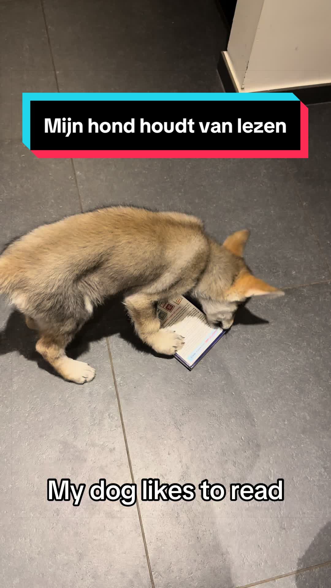 @VanaLoba