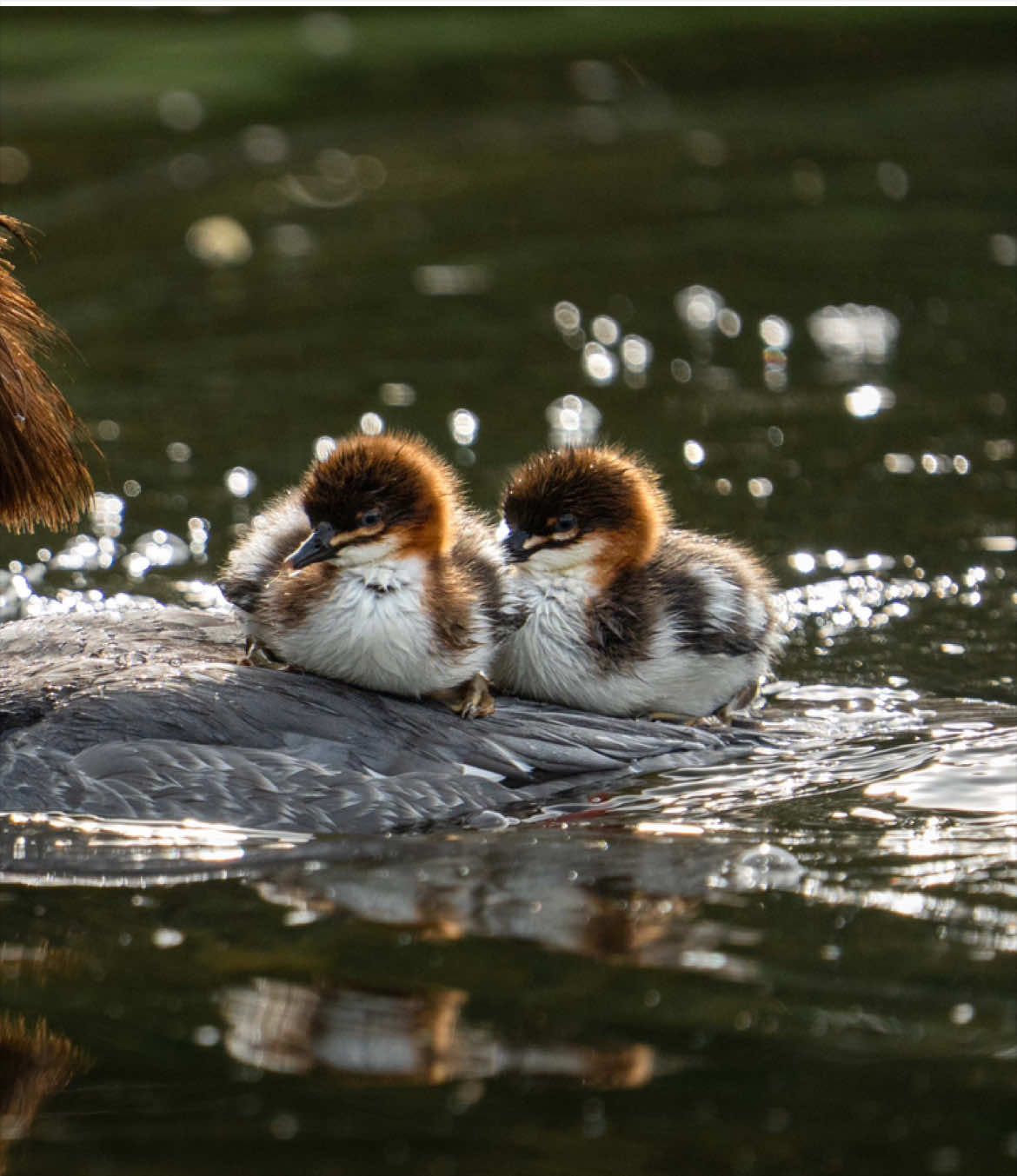 @robinswildlife