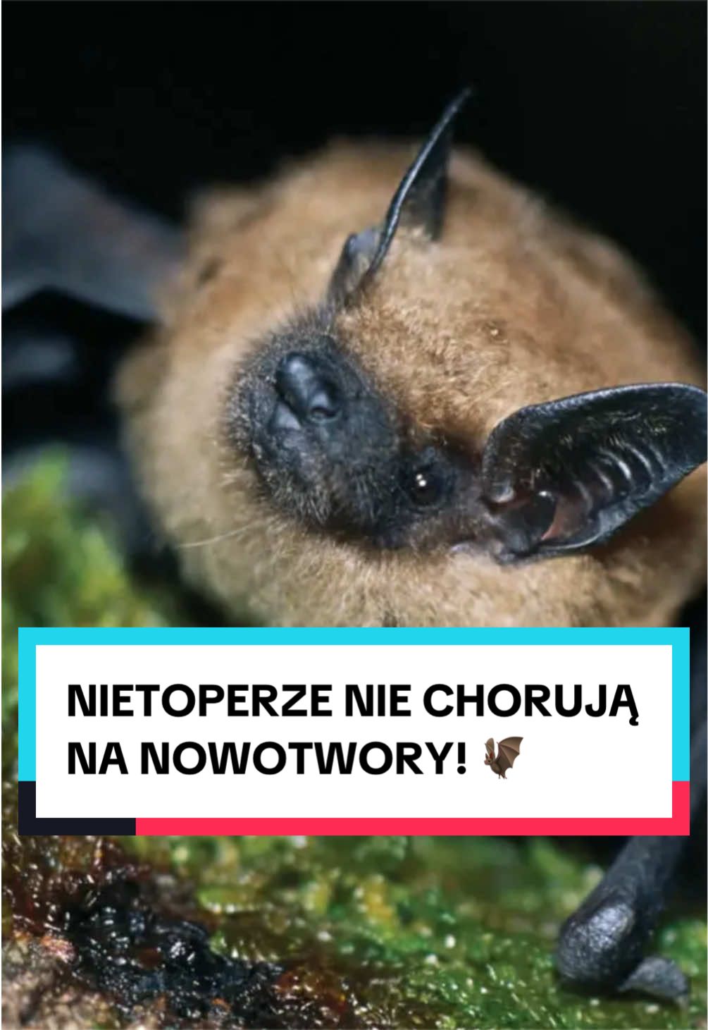 @pandawojtekyt