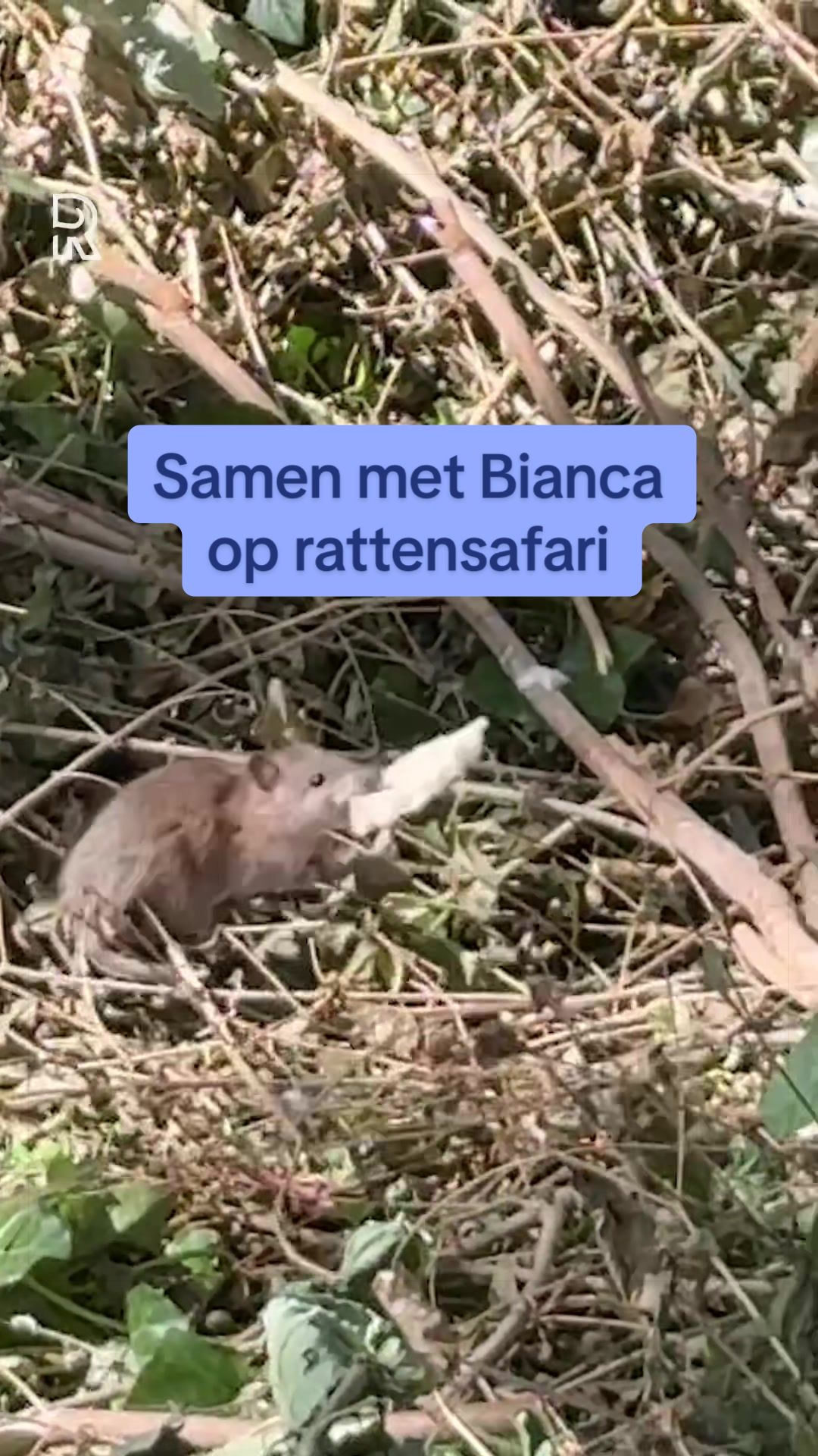 @RIJNMOND