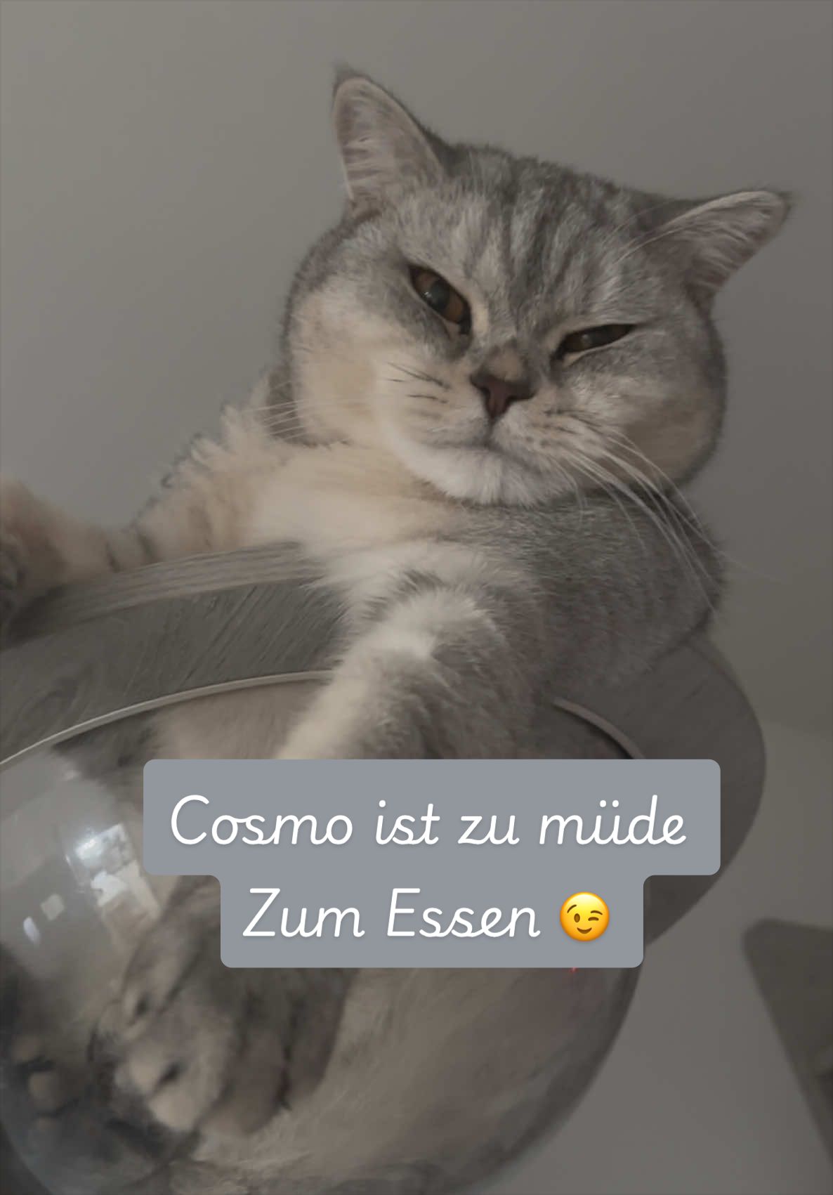 @Backet&Cosmo