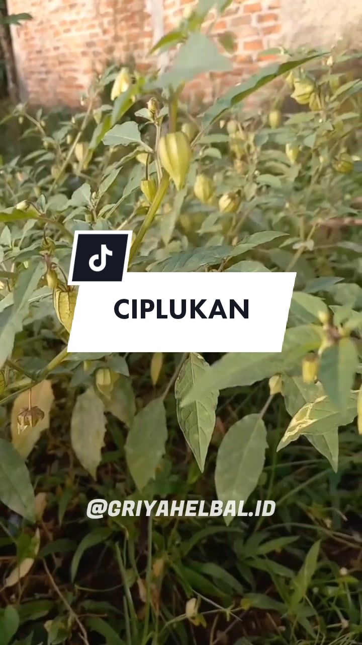 @🌱 𝙳𝚊𝚙𝚞𝚛 𝙷𝚎𝚛𝚋𝚊𝚕 🌿