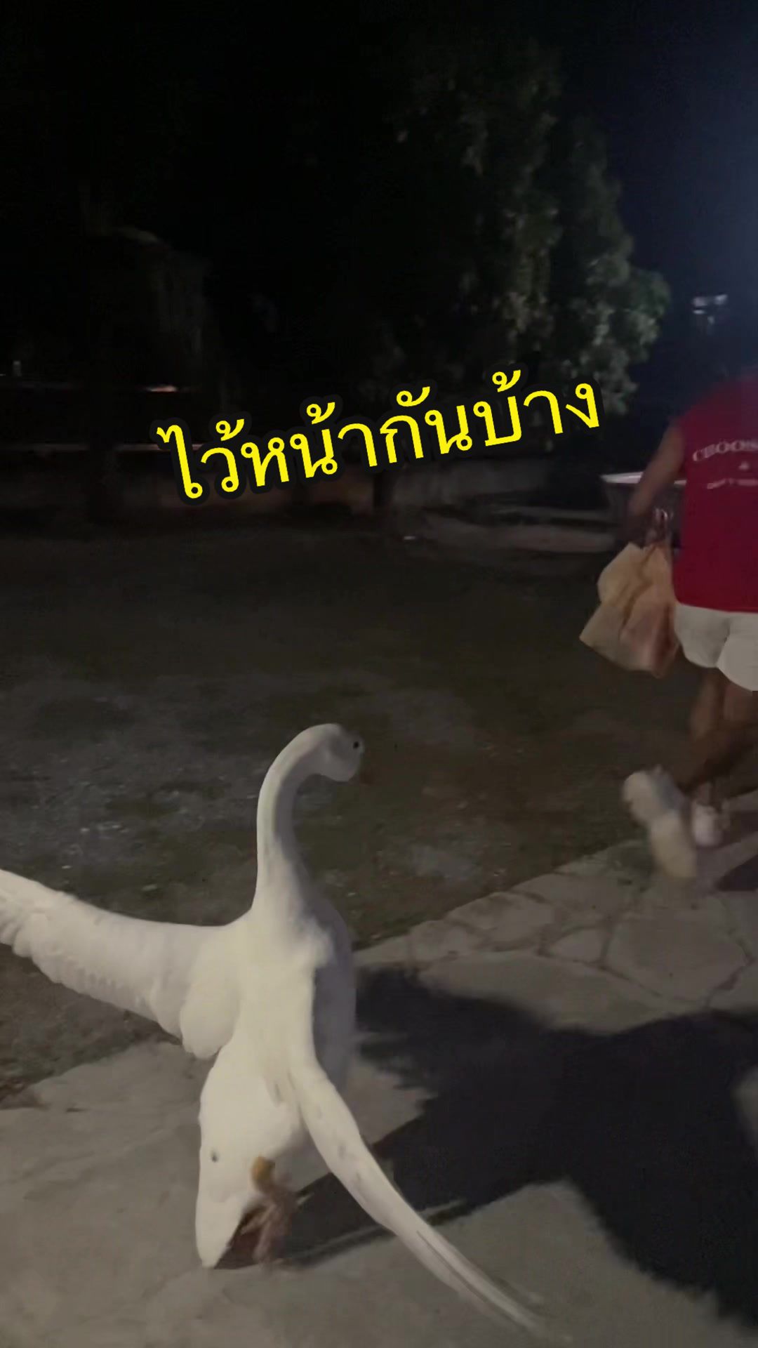 @เป๊กจั๊กกะจี้
