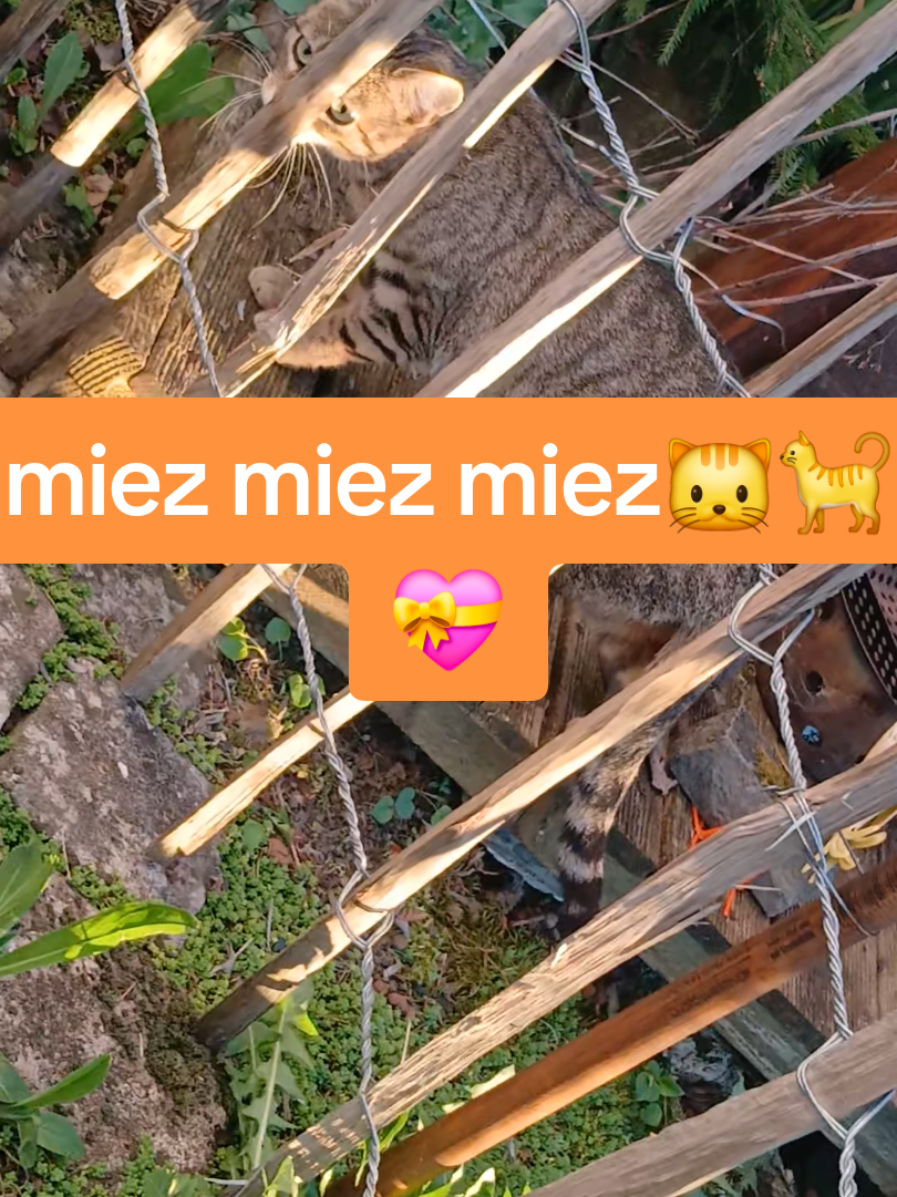 @🔨🔩🏞Fritzelfred125🤯