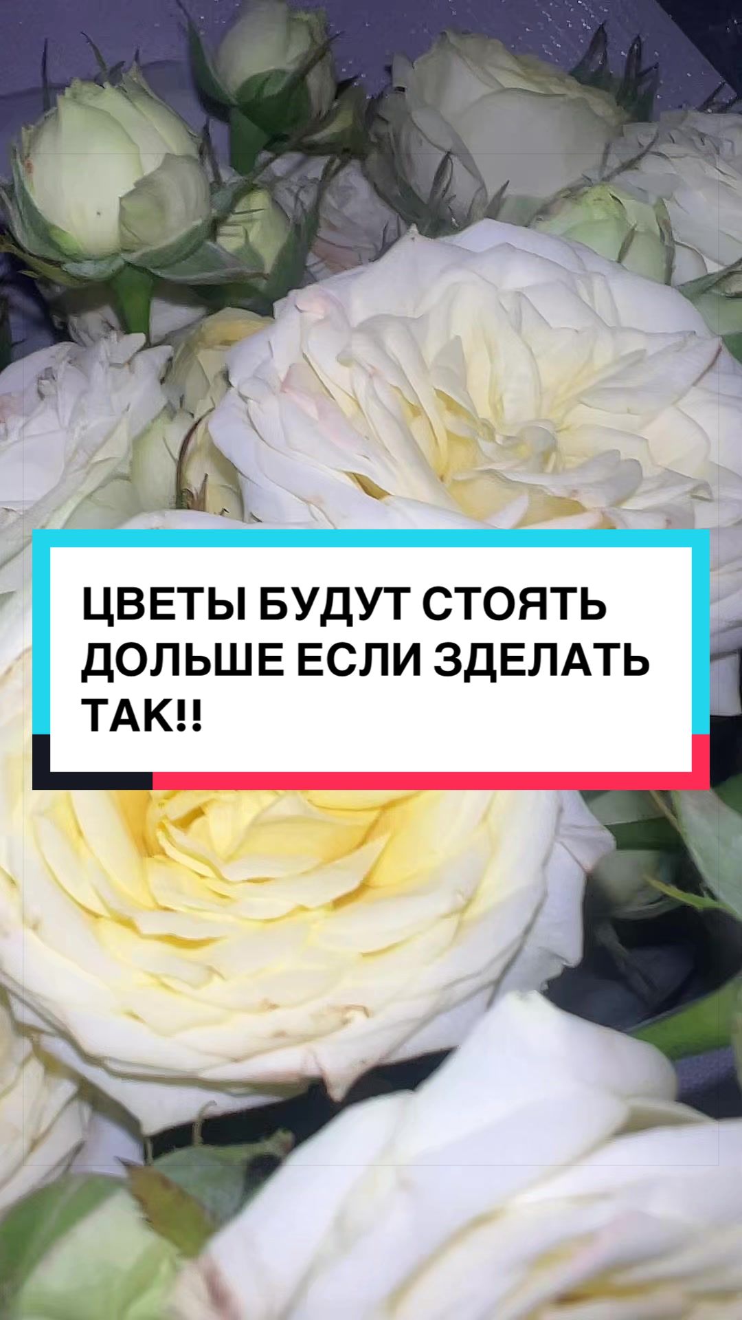 @laifhak_mozgi