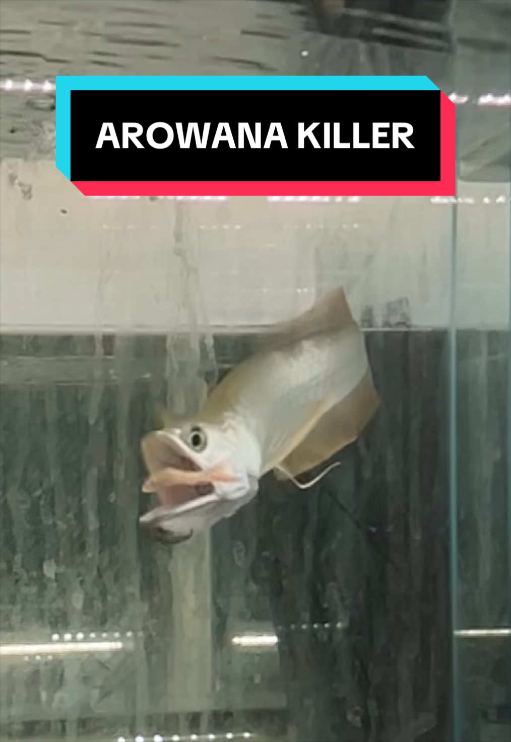 @Fish Ok