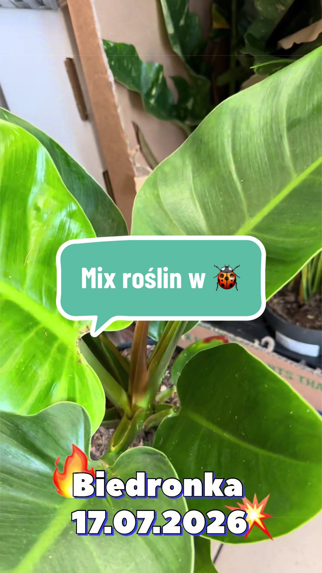 @maciej.plants