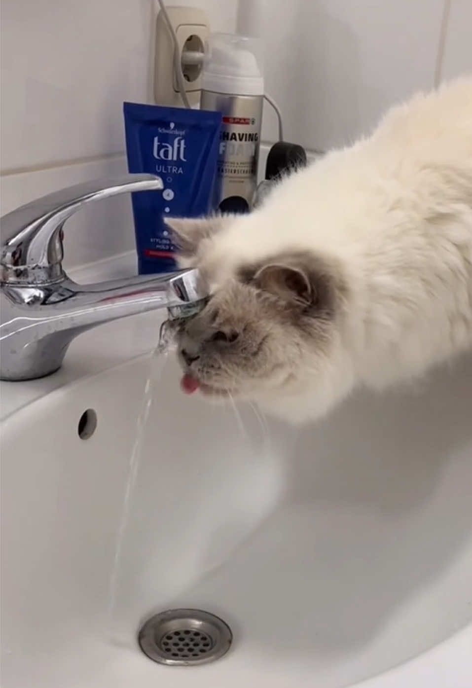 @Dutchkittycat