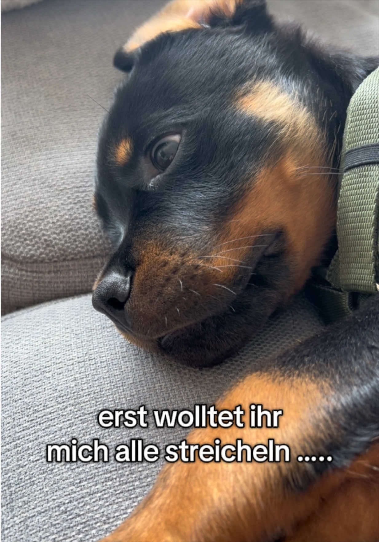 @JAGGER - the German Rottweiler
