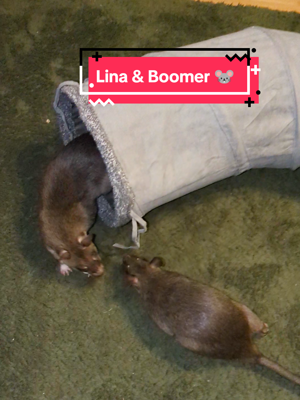 @Ratocalypse 🐀🤣🧀💥