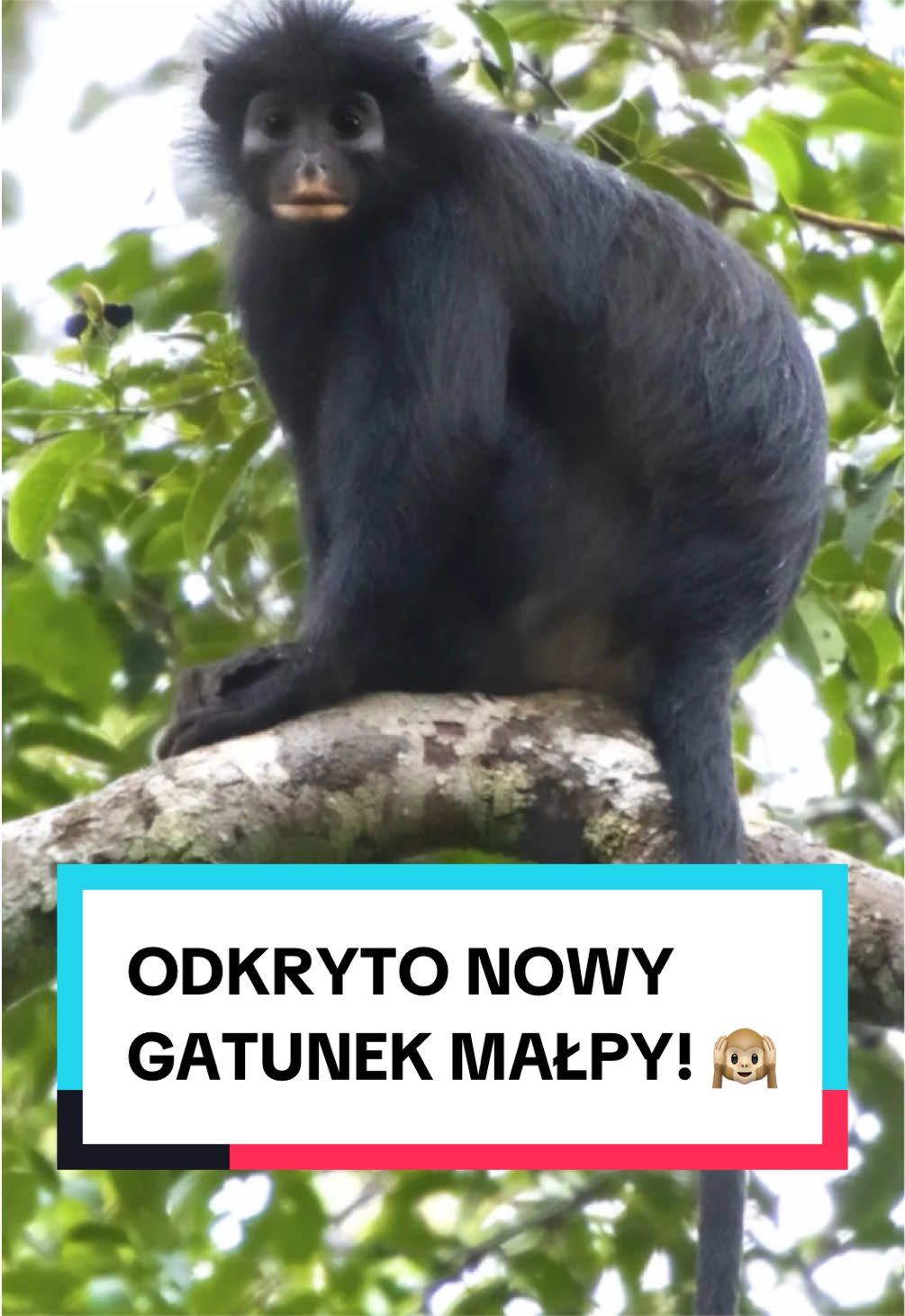 @pandawojtekyt