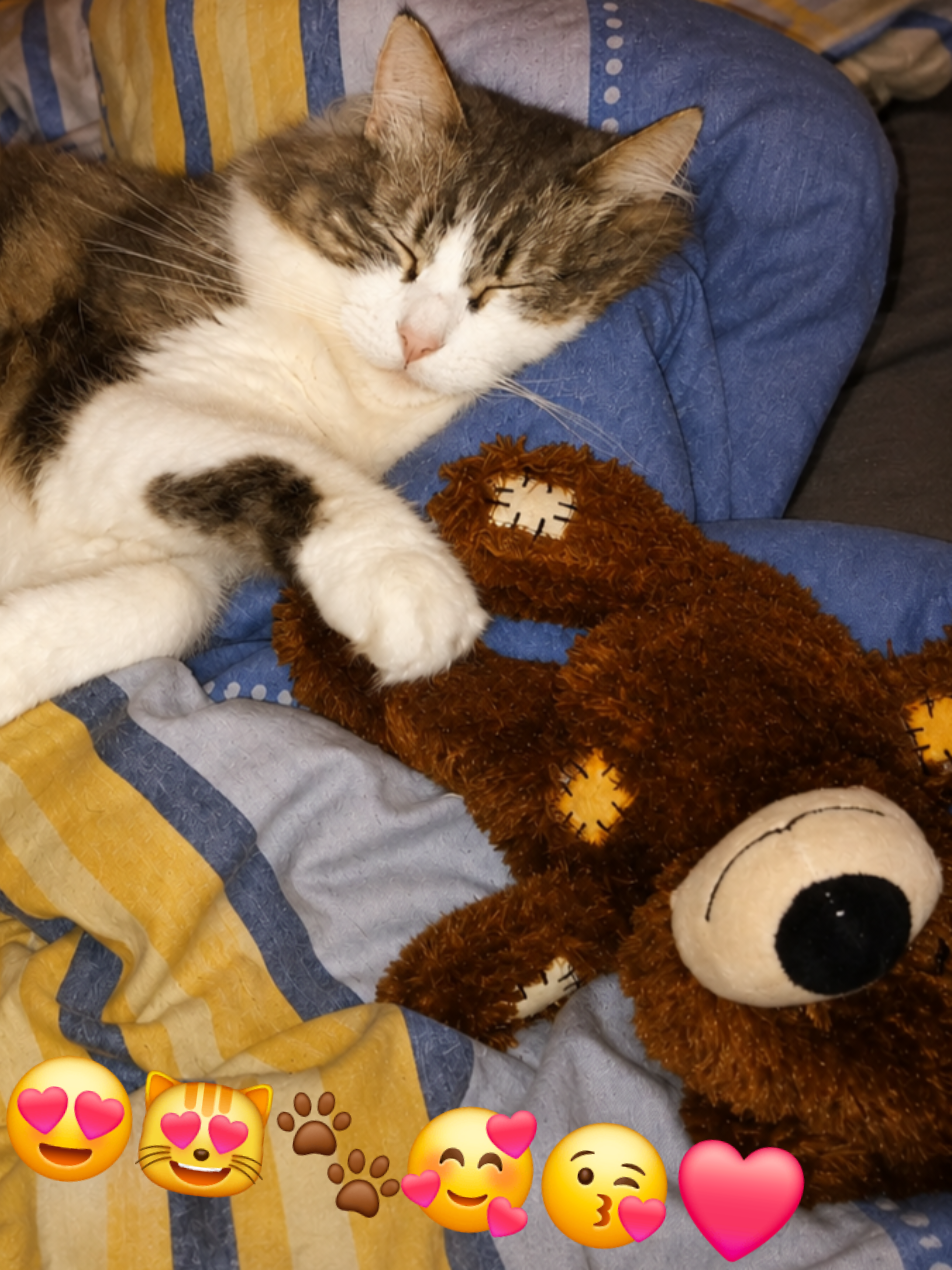 @RIMA et sa tribu 🐶🐱🐱🐱