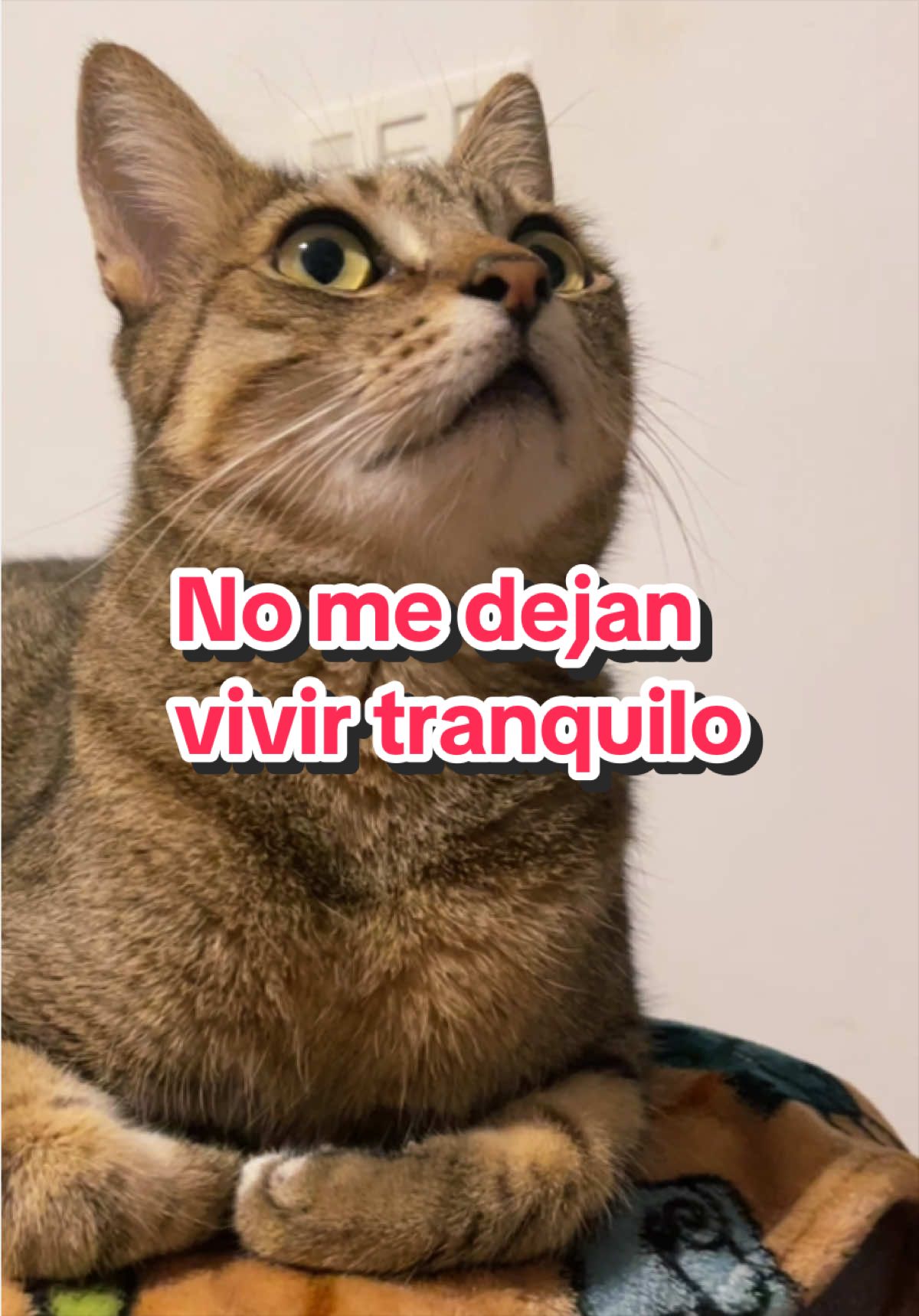 @Gatitos Gatetes