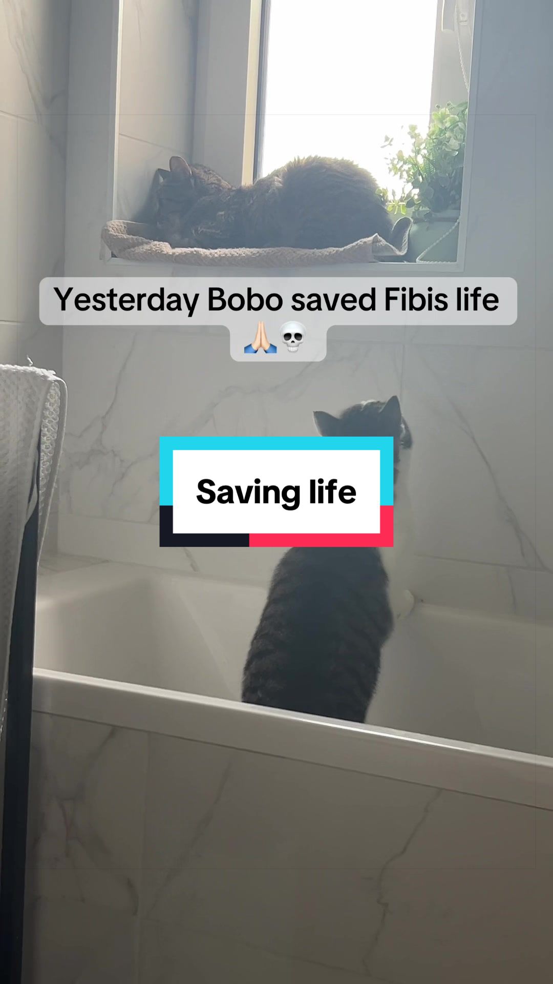 @Fibi & Bobo