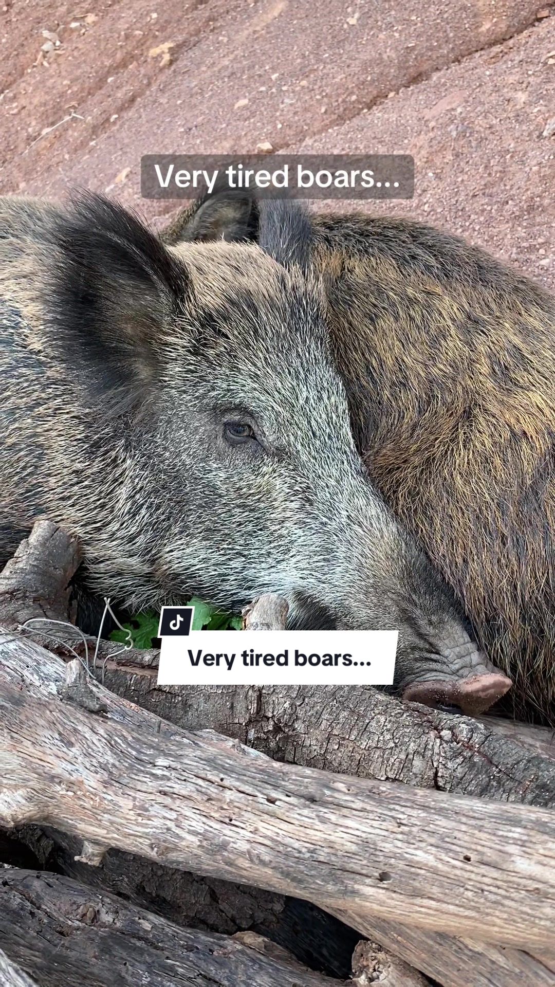 @Cute Boars