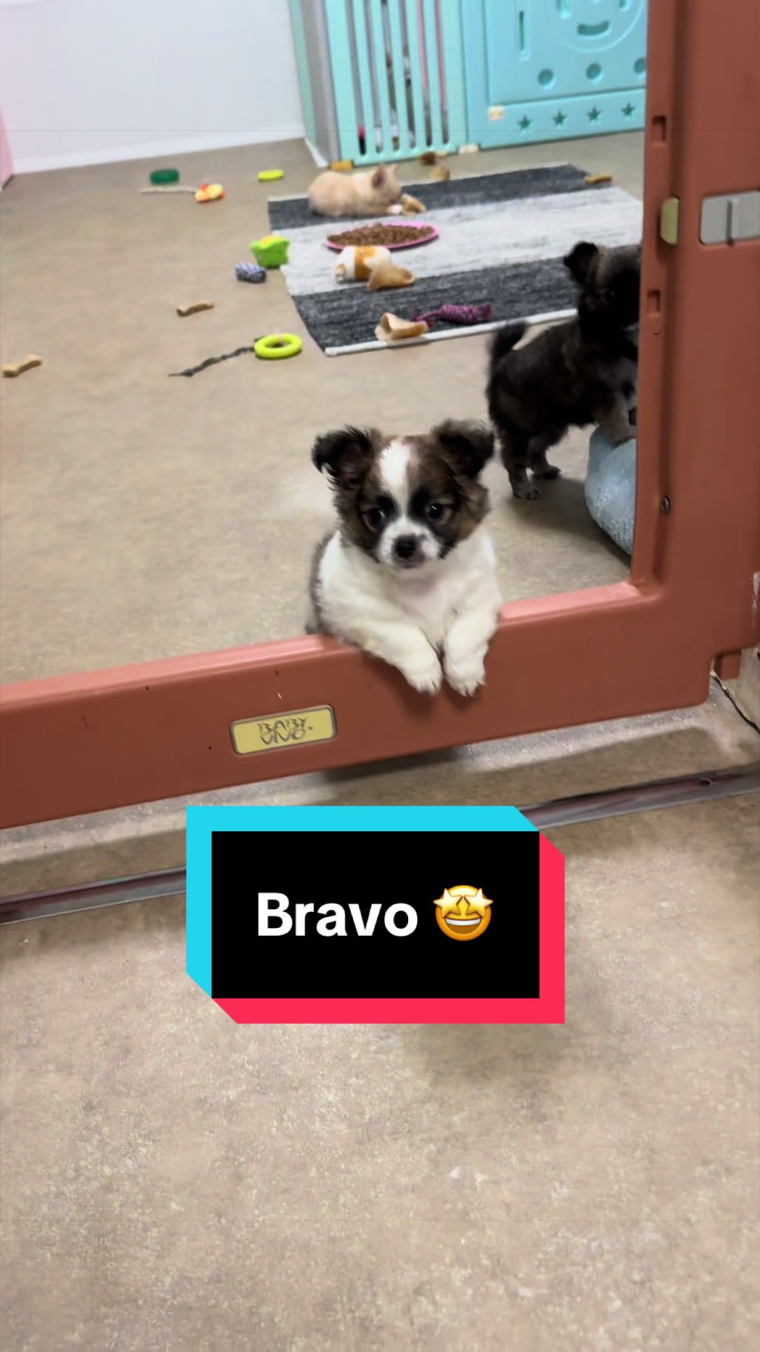 @óla_chihuahua