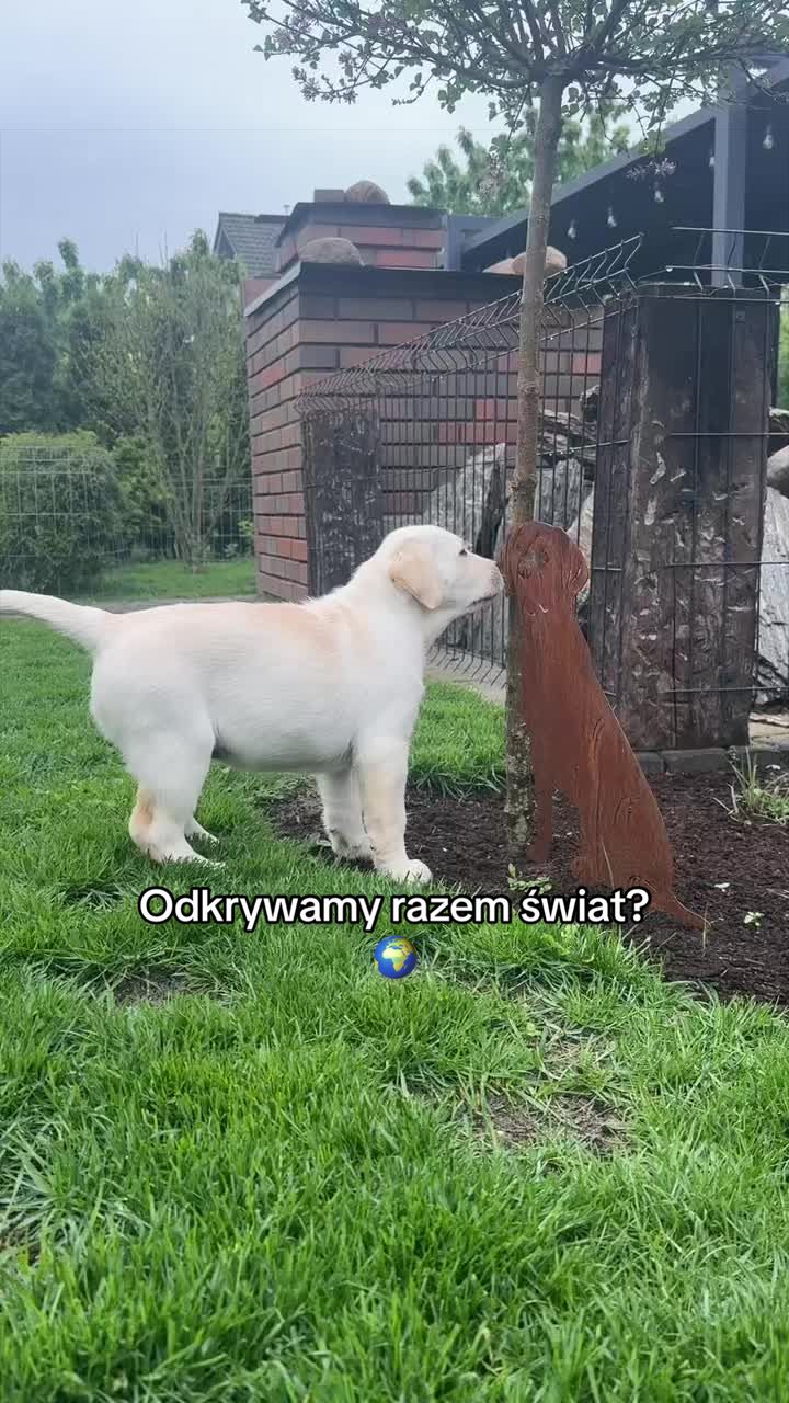 @Moonlife -Labrador Retriever