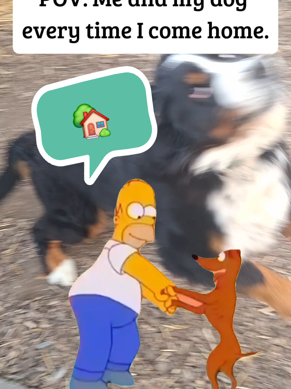 @BeagleTrifftBerner