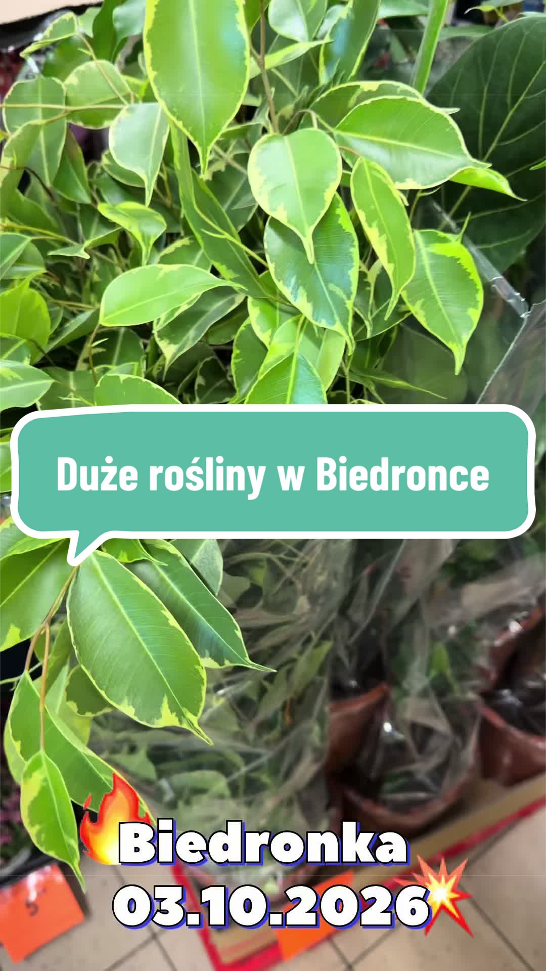 @maciej.plants