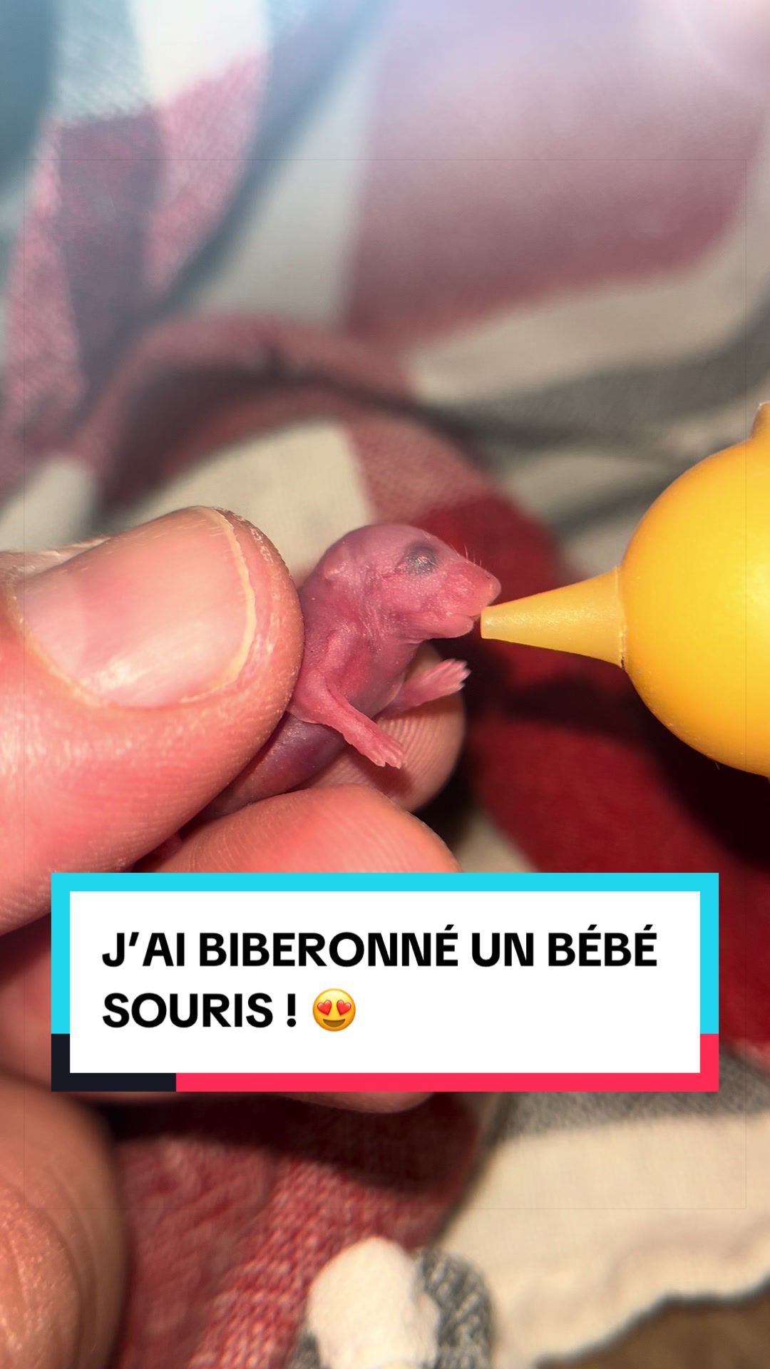 @Les Animaux d&rsquo;Allan