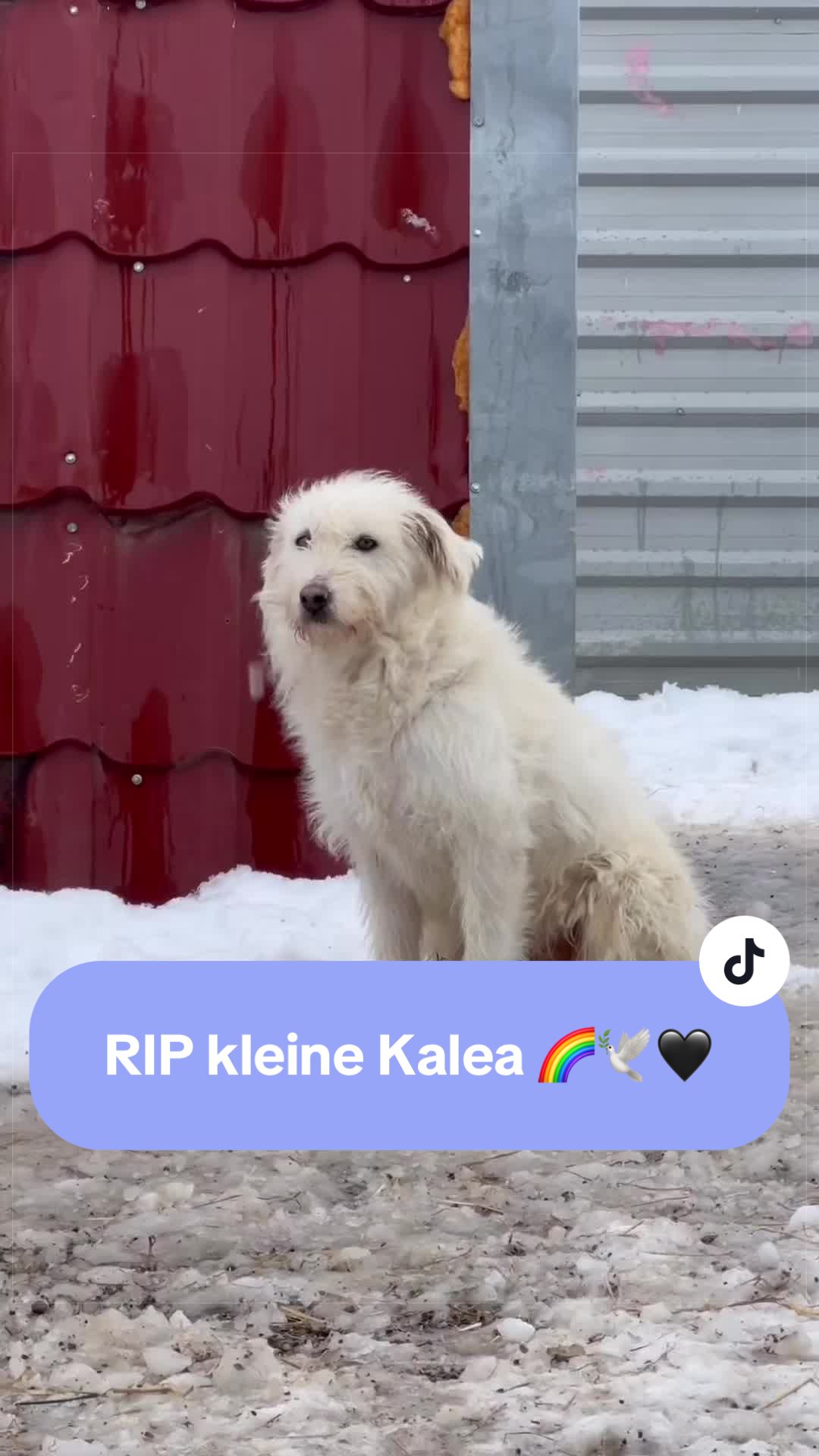 @Tierseelen 🐕