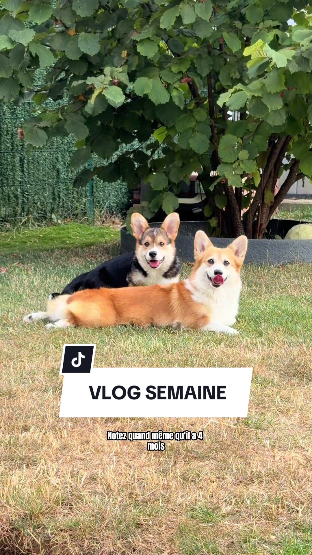 @Lemon 🍋 Corgi
